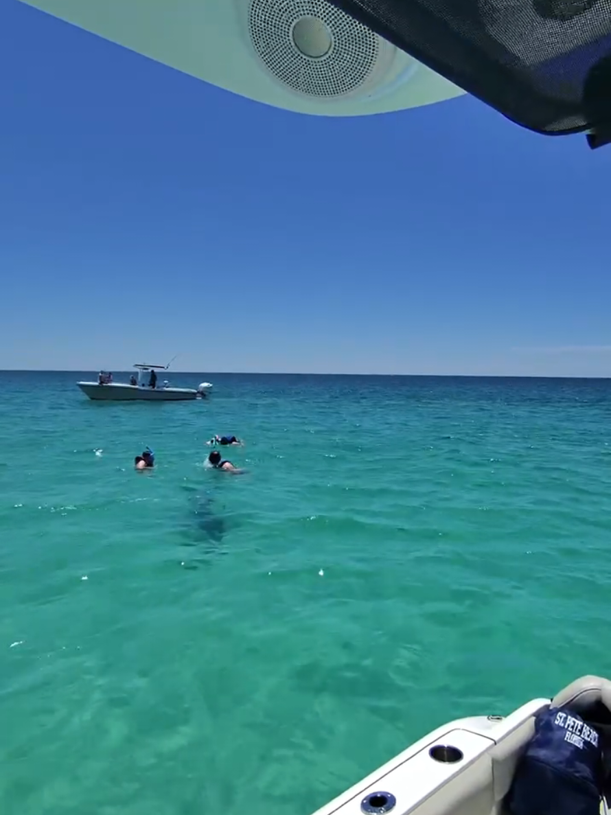 @Shell Island Dolphin Tours 🐬