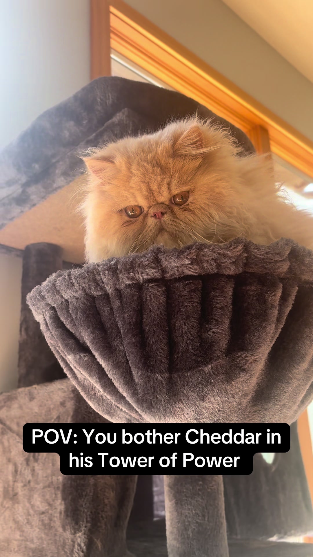 @cheddarandgidget