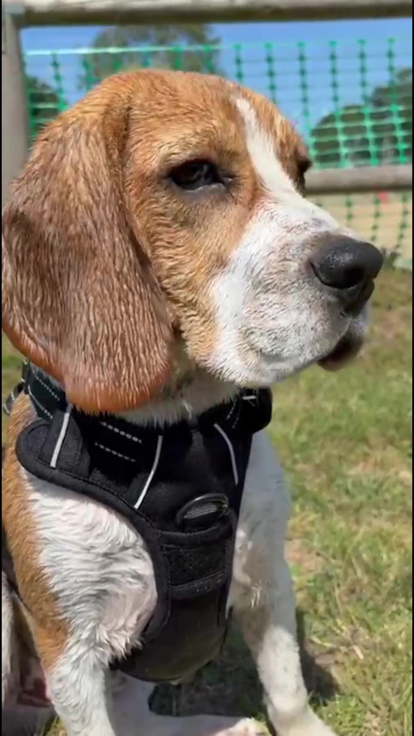 @Asko le Beagle💙