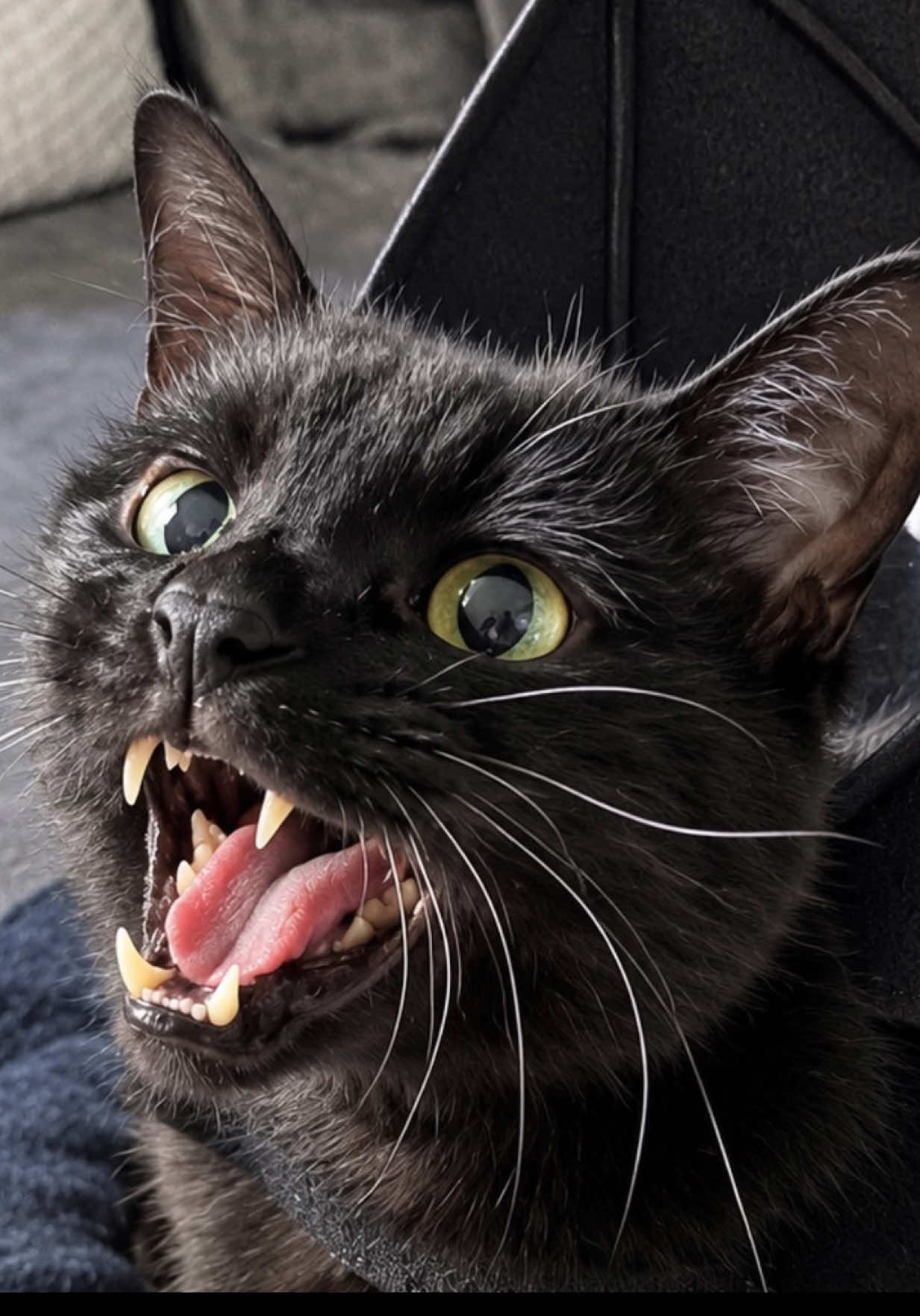 @Teefie_tribe 🐈⬛🐈⬛🐈🦷🦷