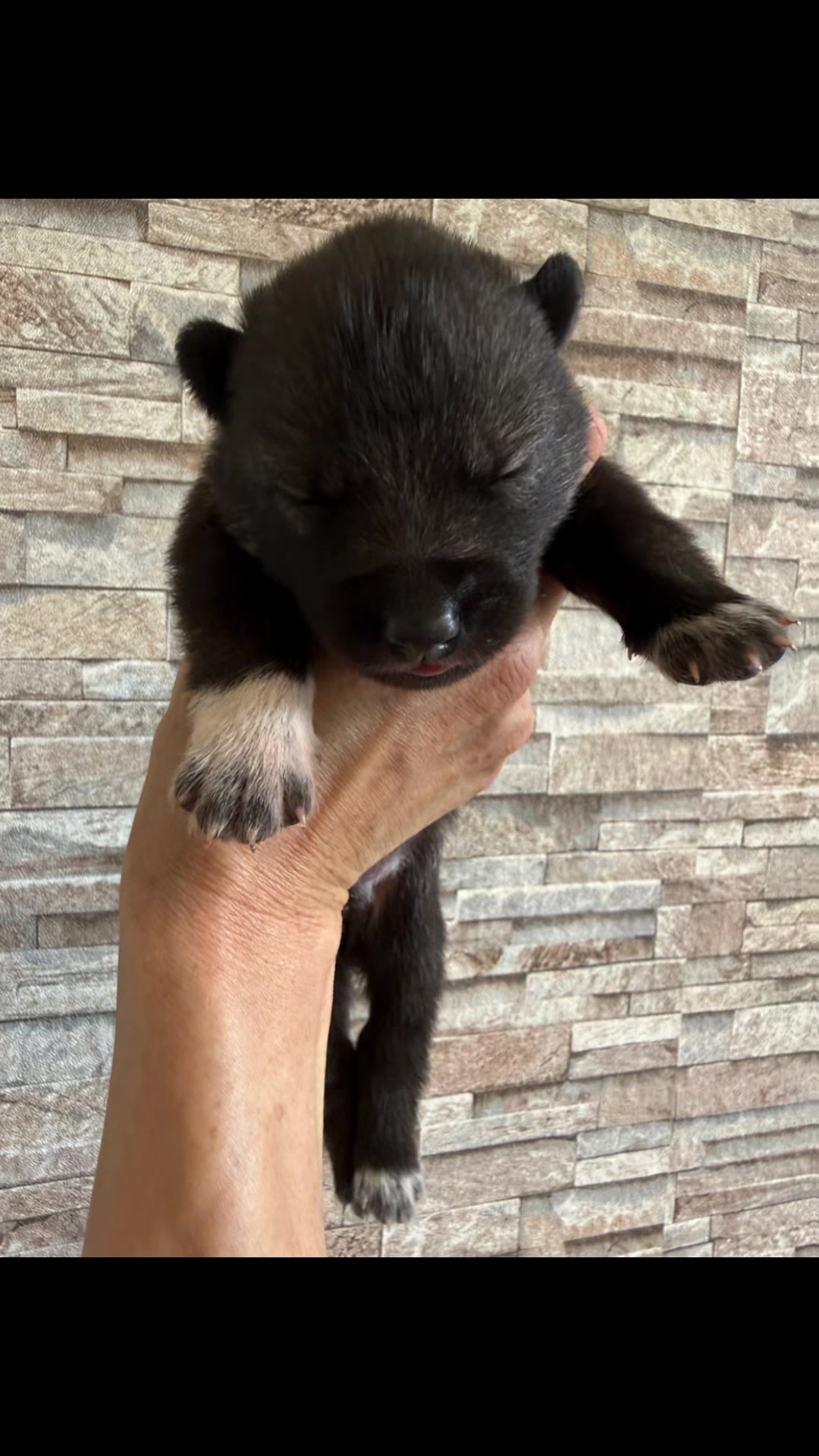 @Lycanis Wolfdog®