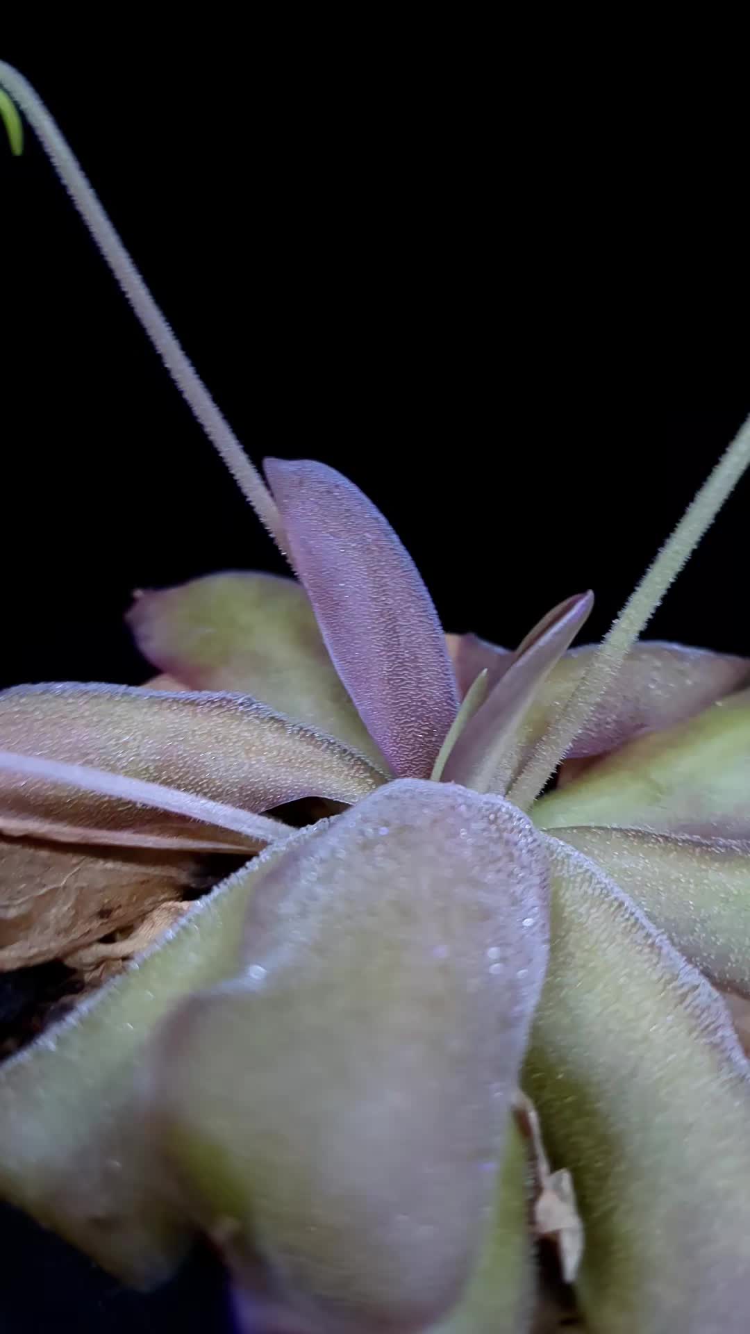 @bramblesbotanicals