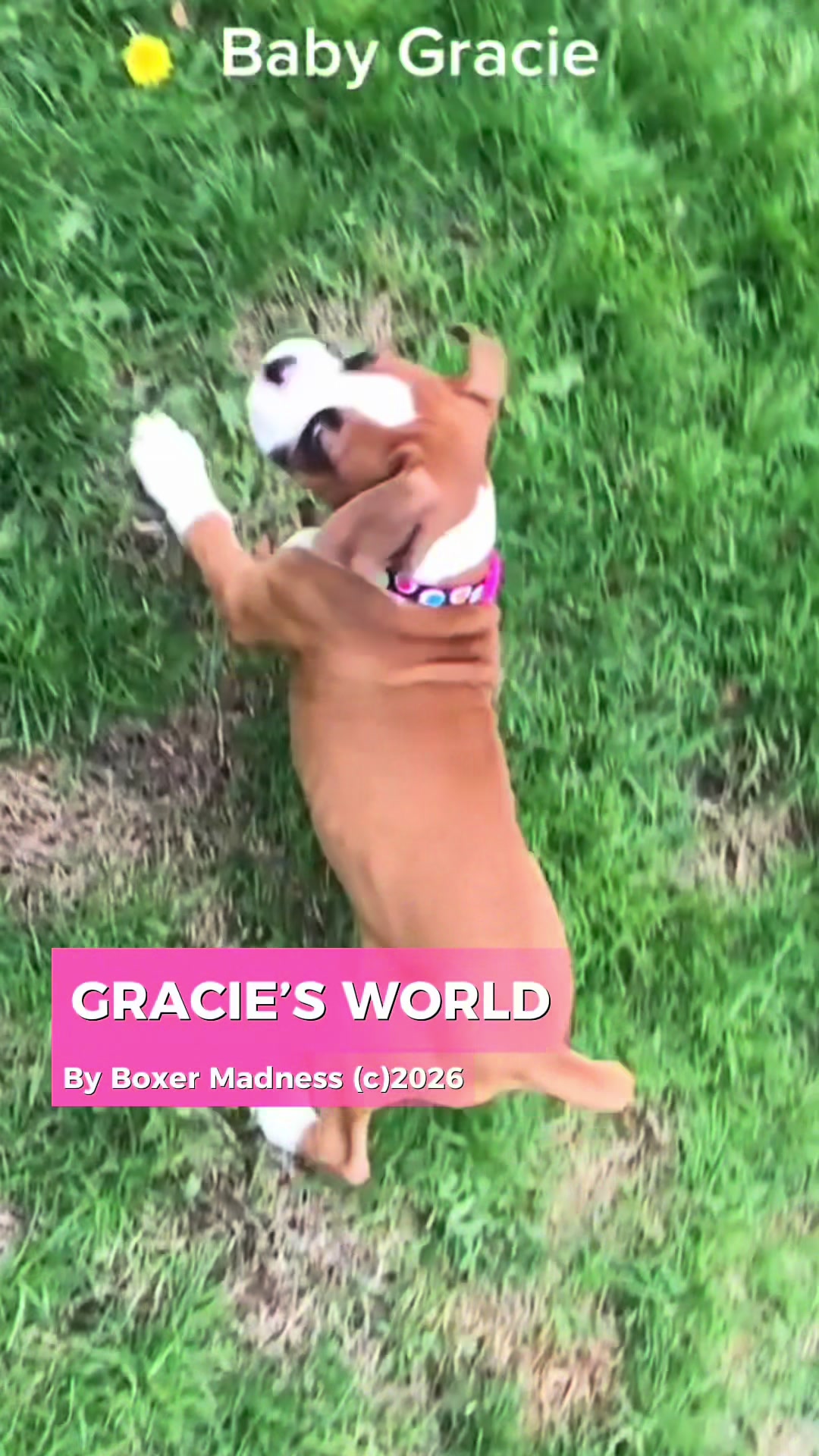 @boxermadness