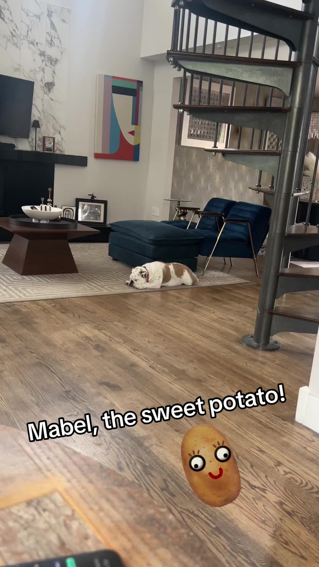 @MabeltheBulldog