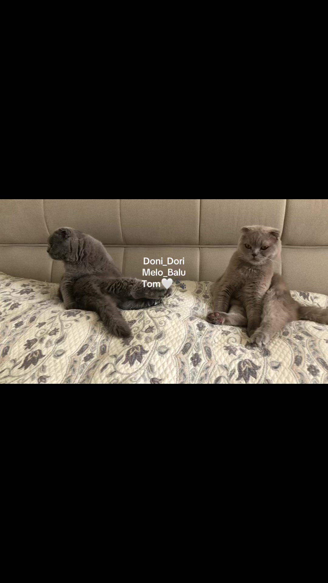 @doni_dori_melo_balu🤍🐾