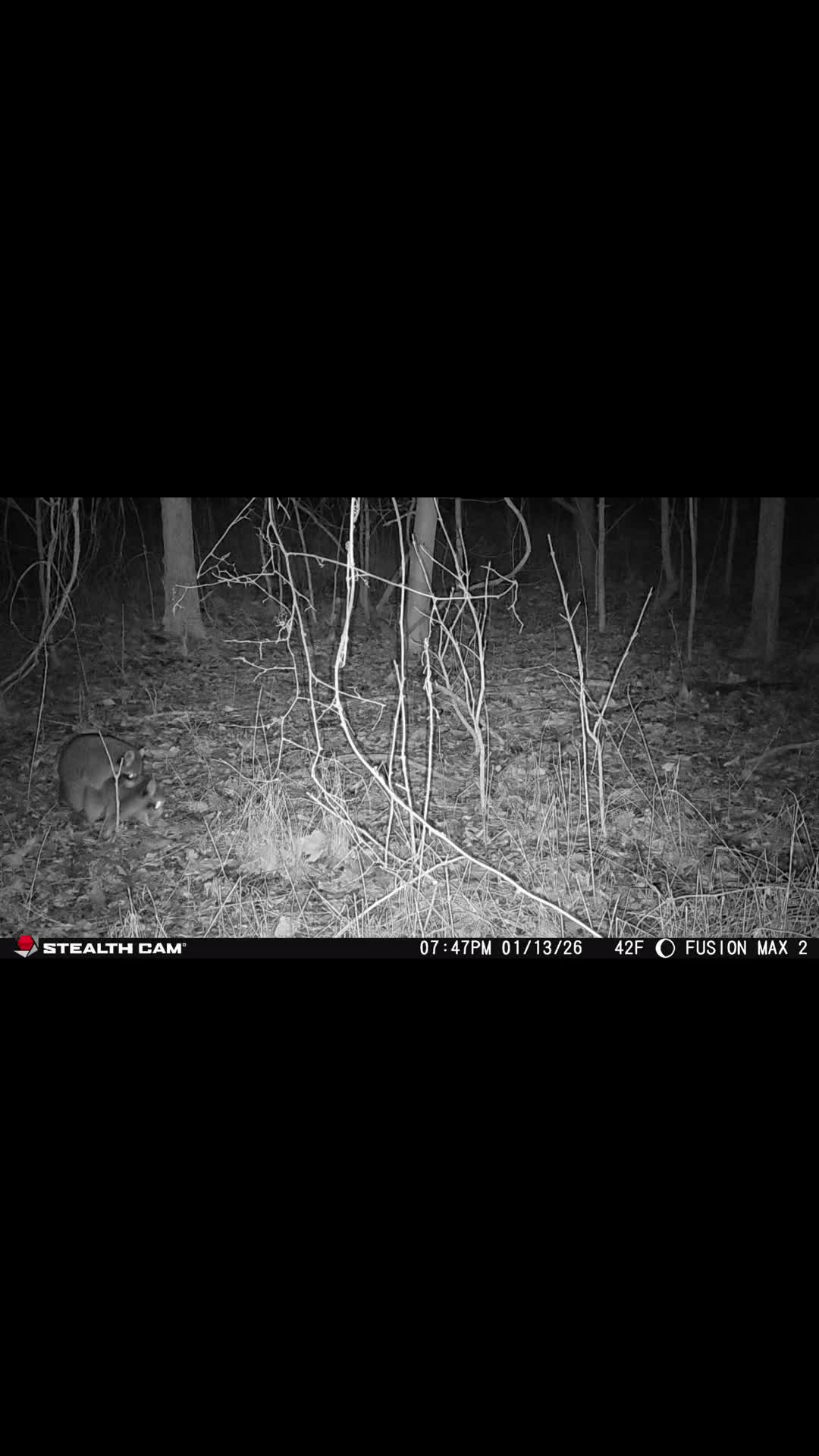 @TheHuntingJunkie