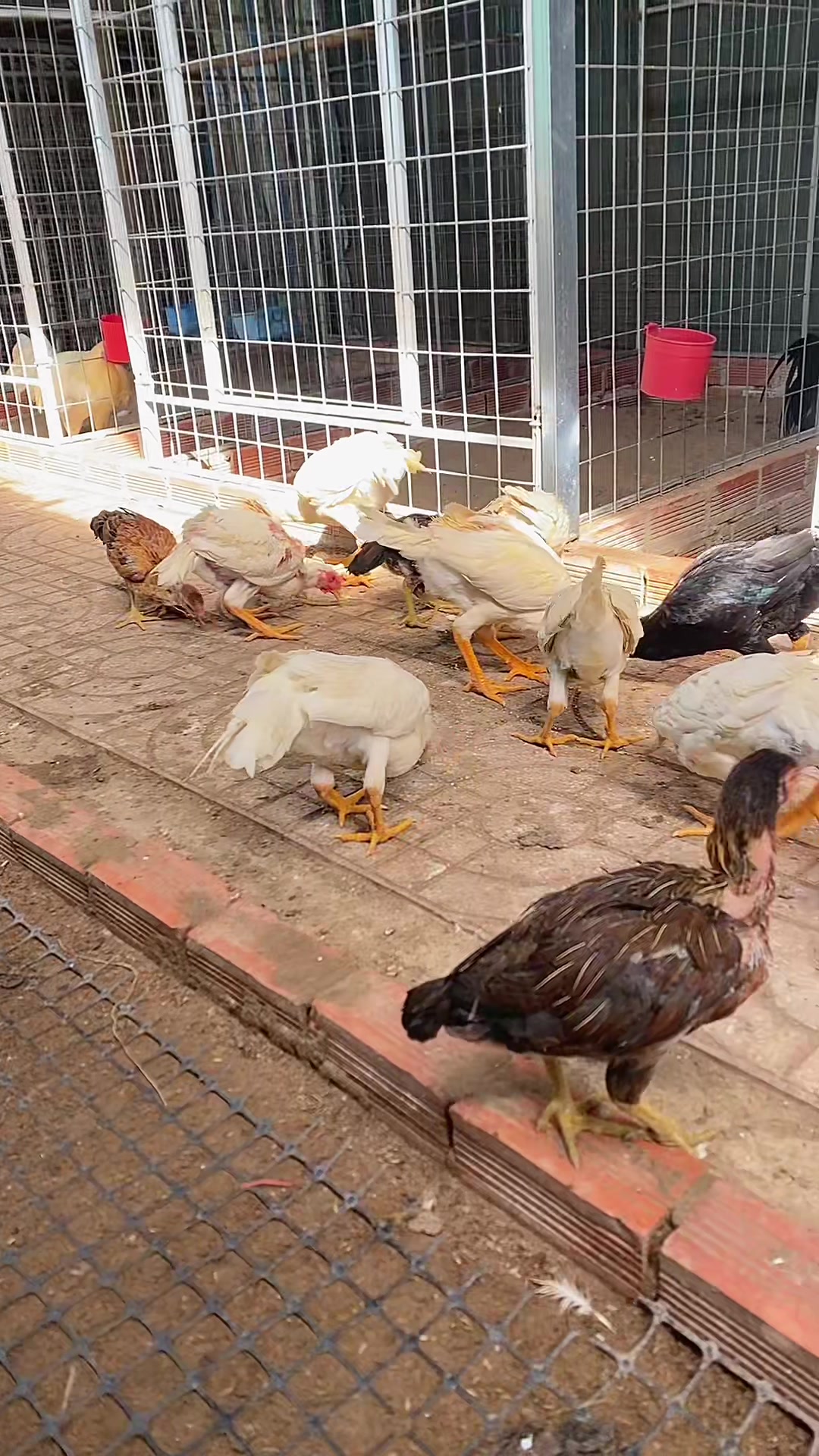 @Thuốc gà Vĩnh Long