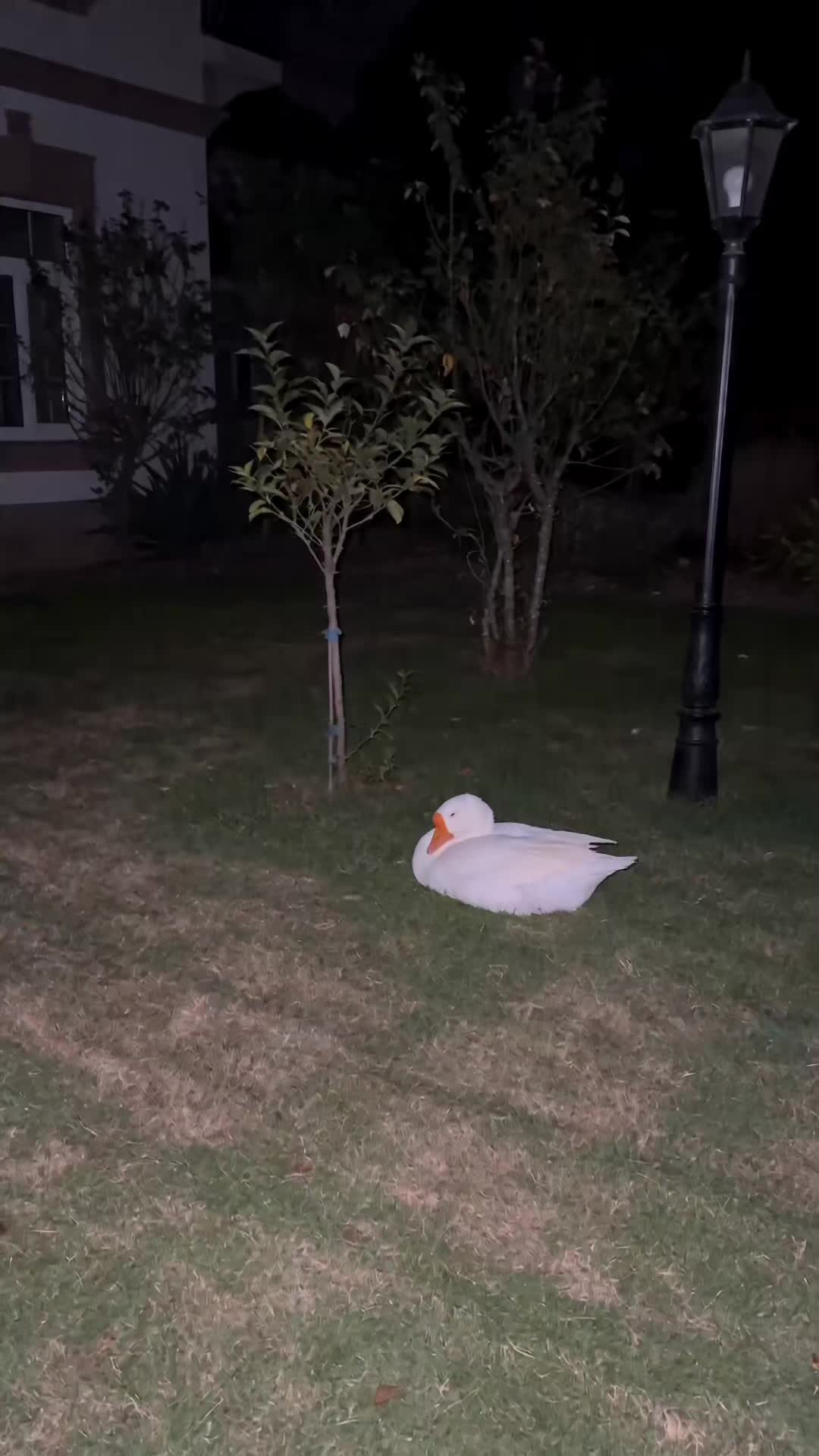 @Goosebombs