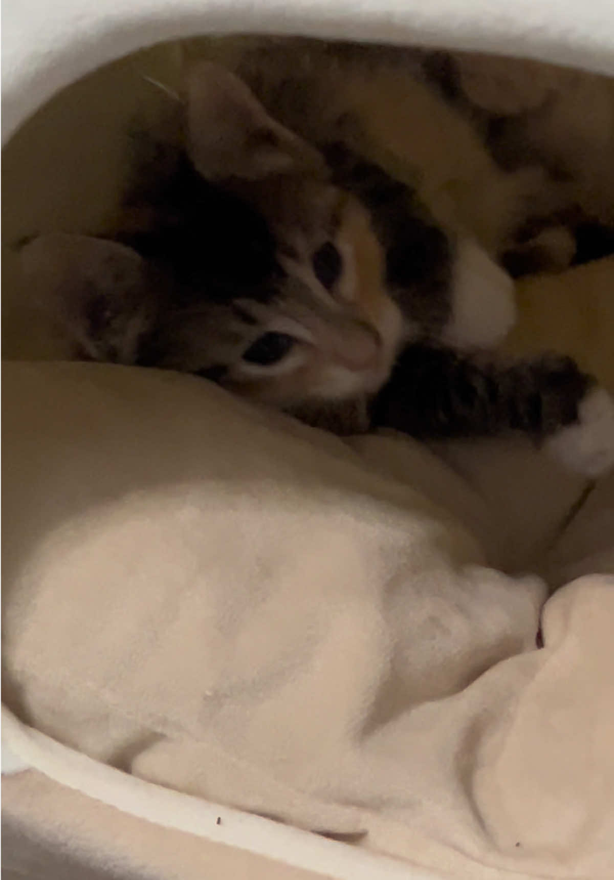 @Houseofpets