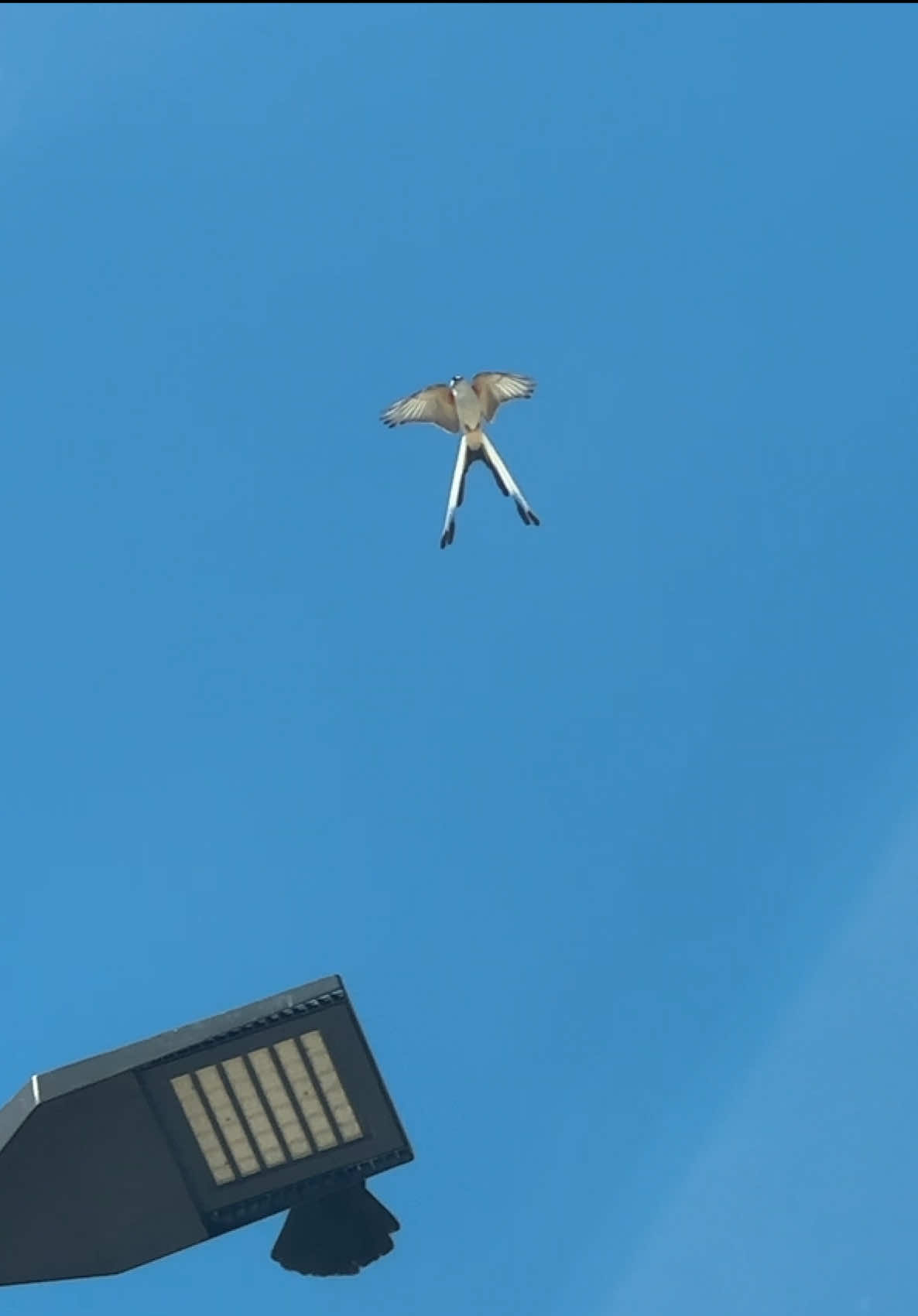 @𝐚𝐯𝐚