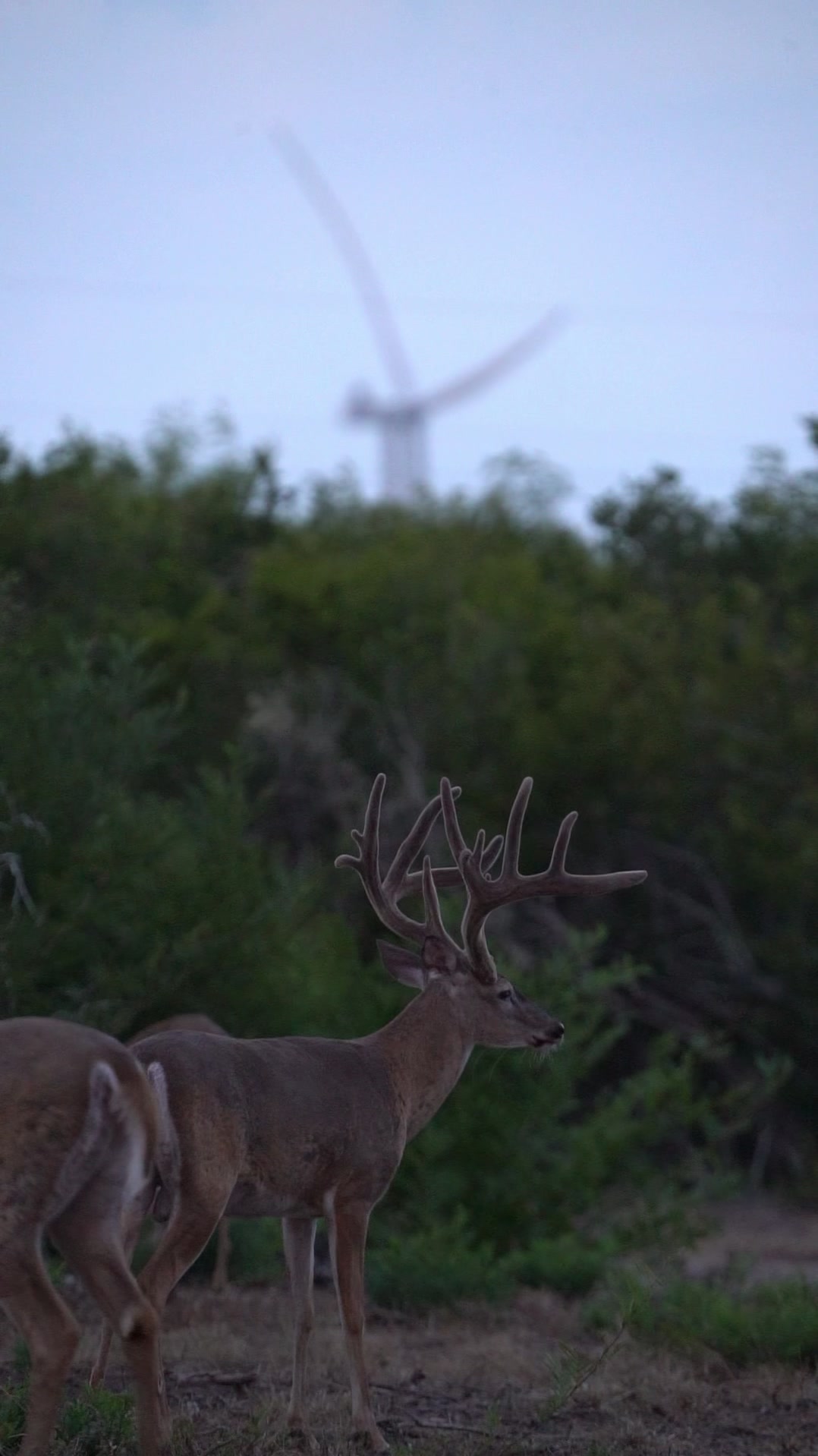 @South Texas Whitetails