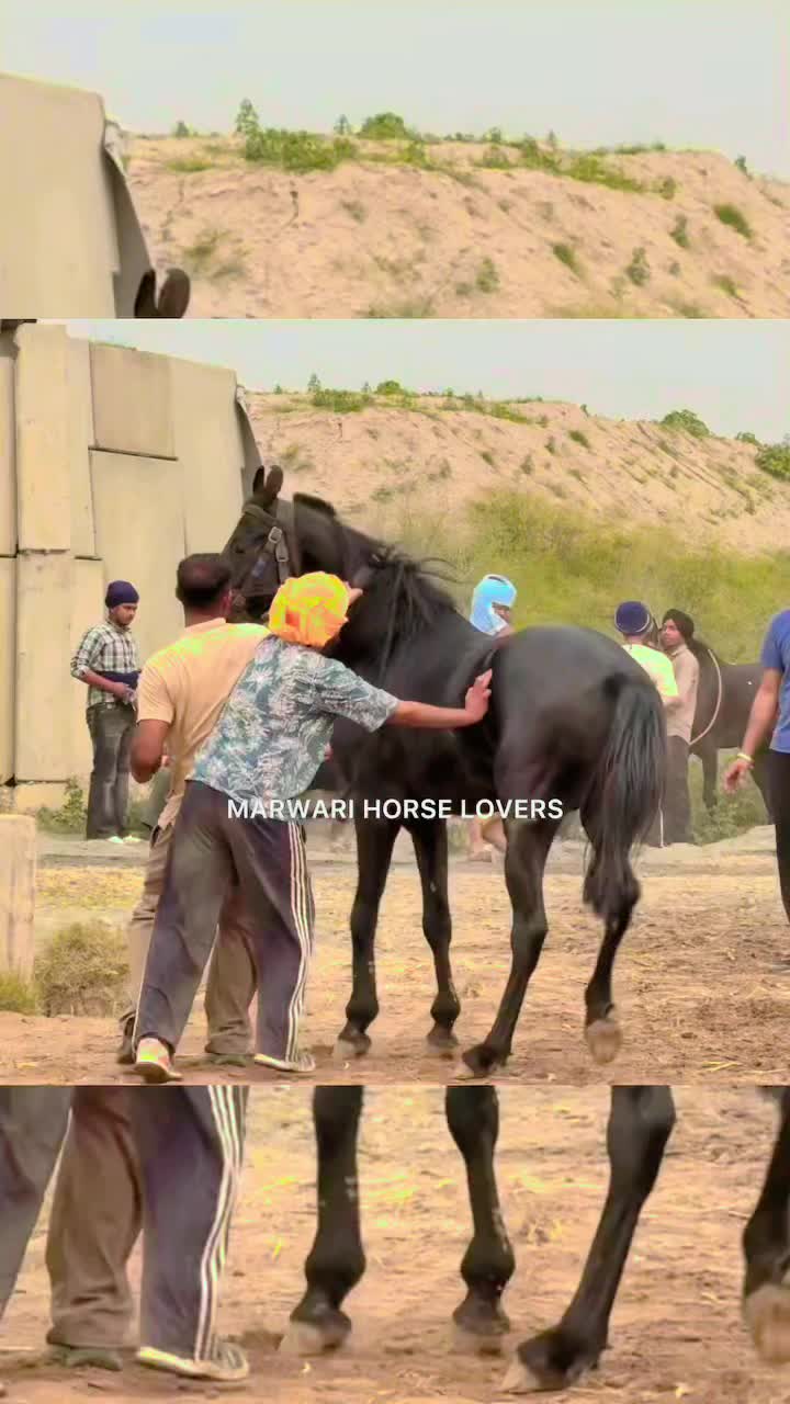 @🏇 MARWARI HORSE RACING 🏇
