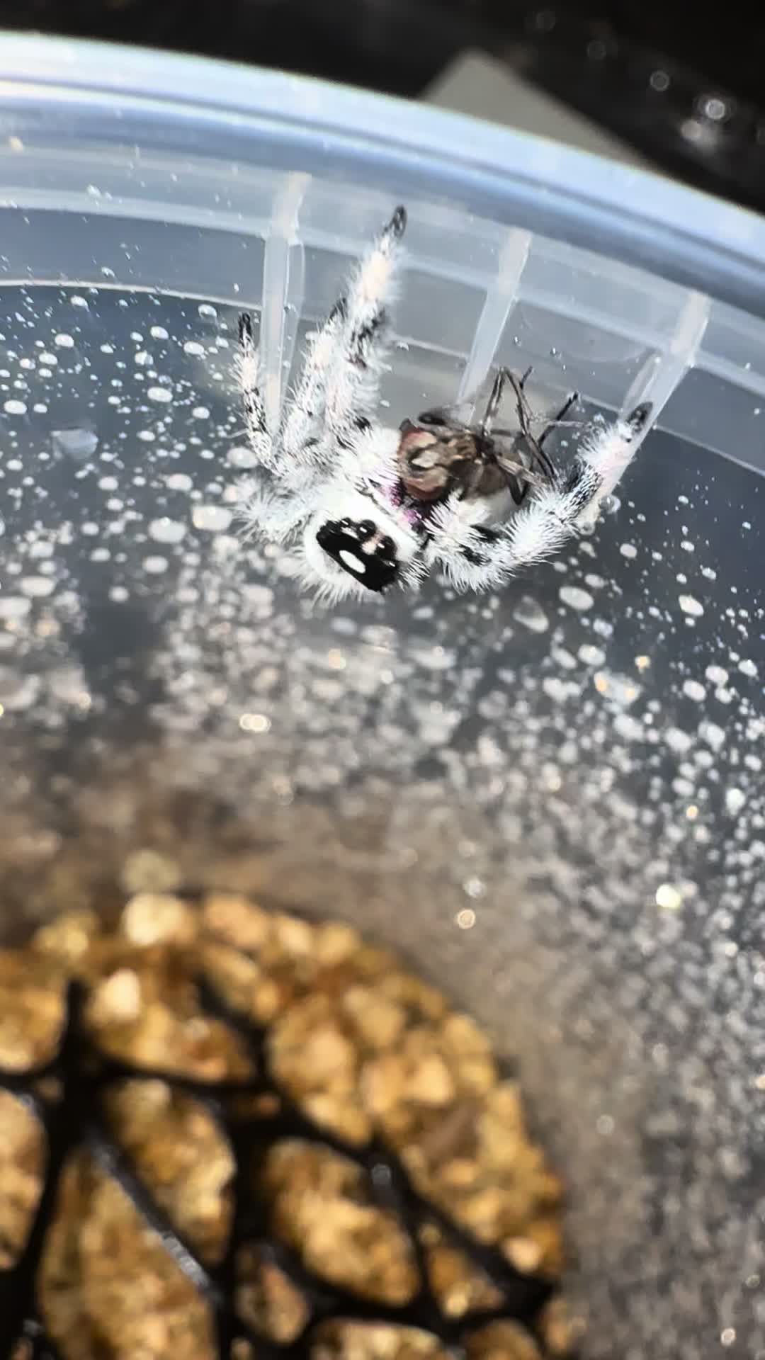 @Home-of-Insects