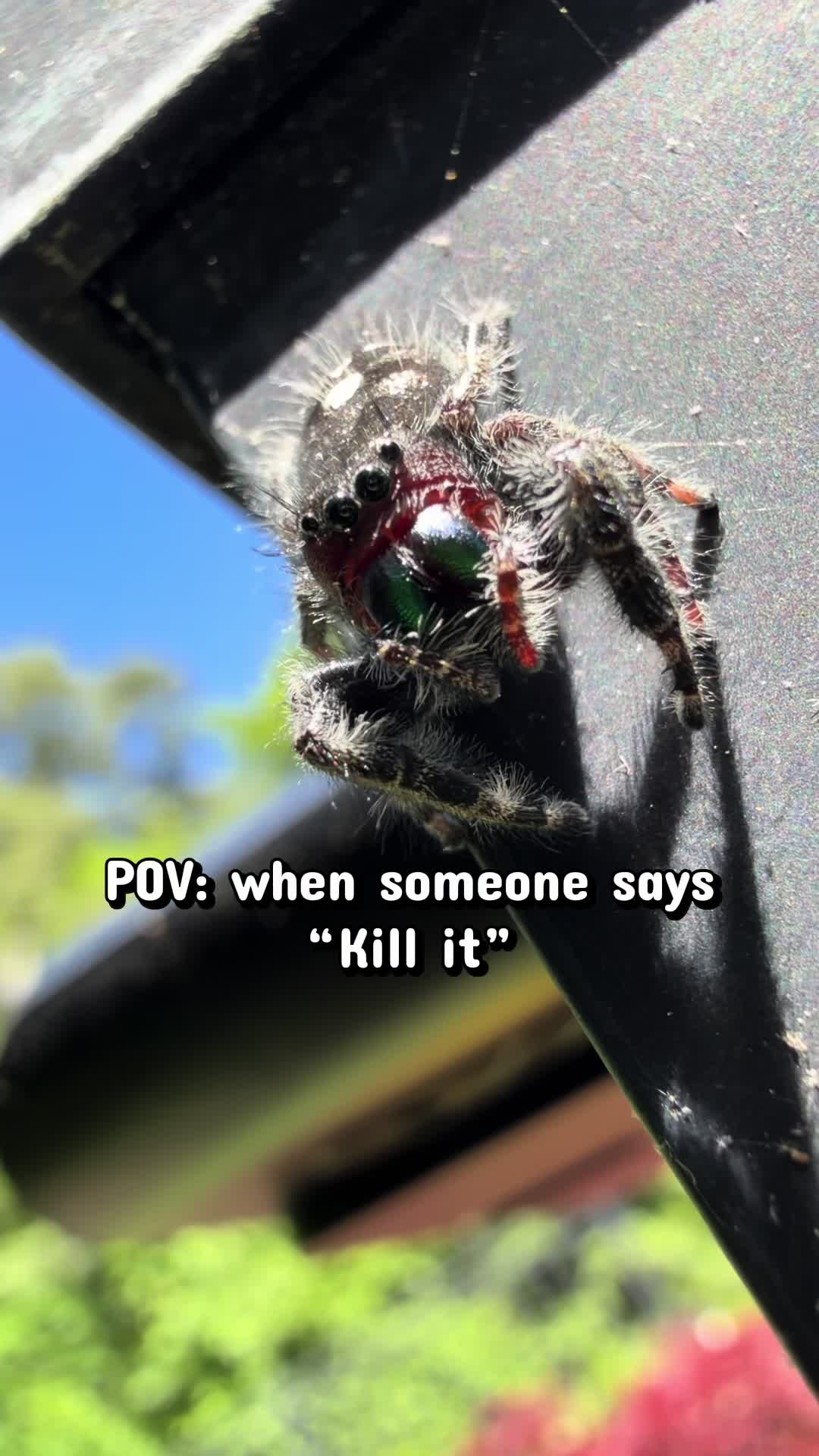 @arachnids