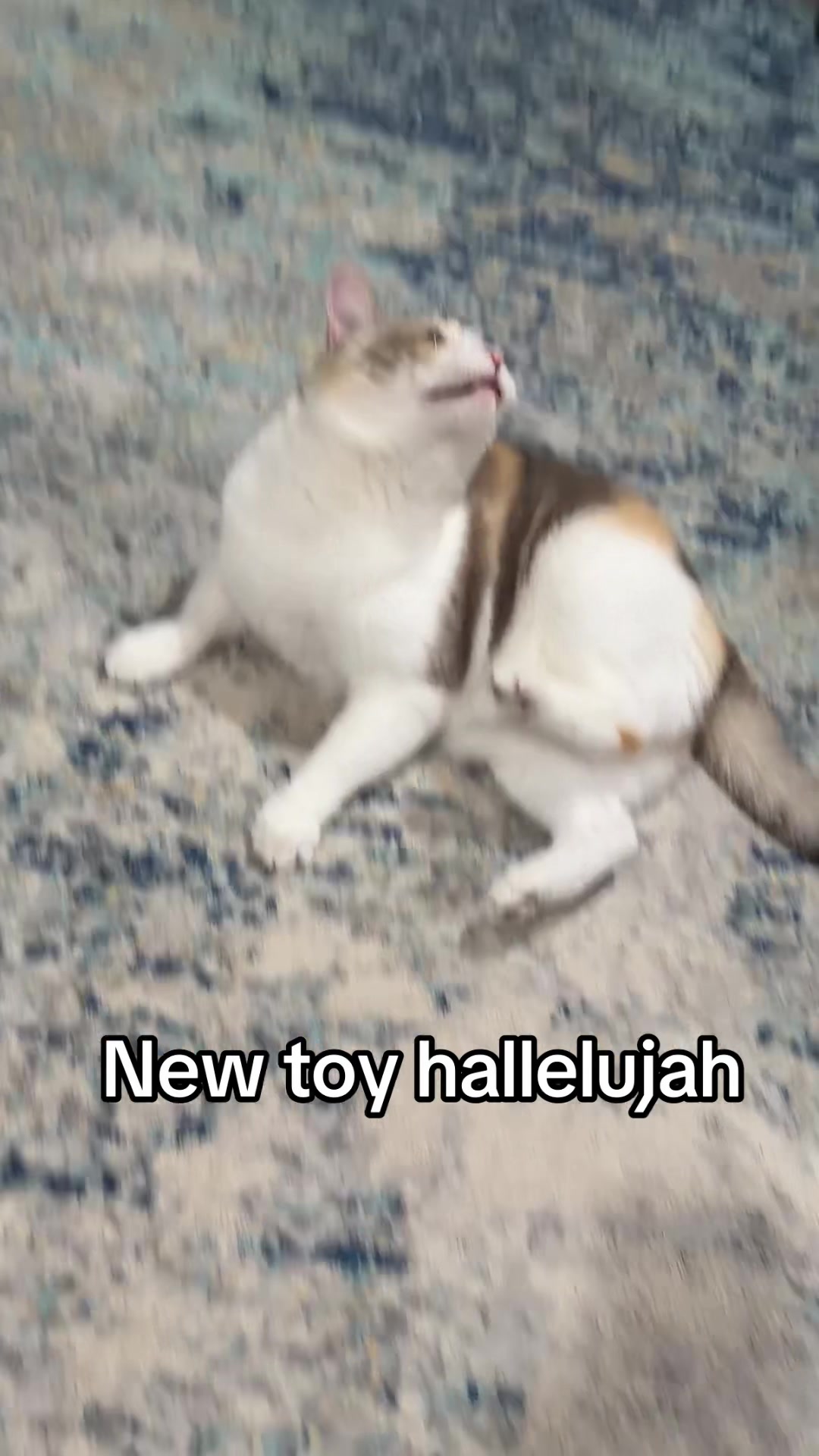 @Panko Cat