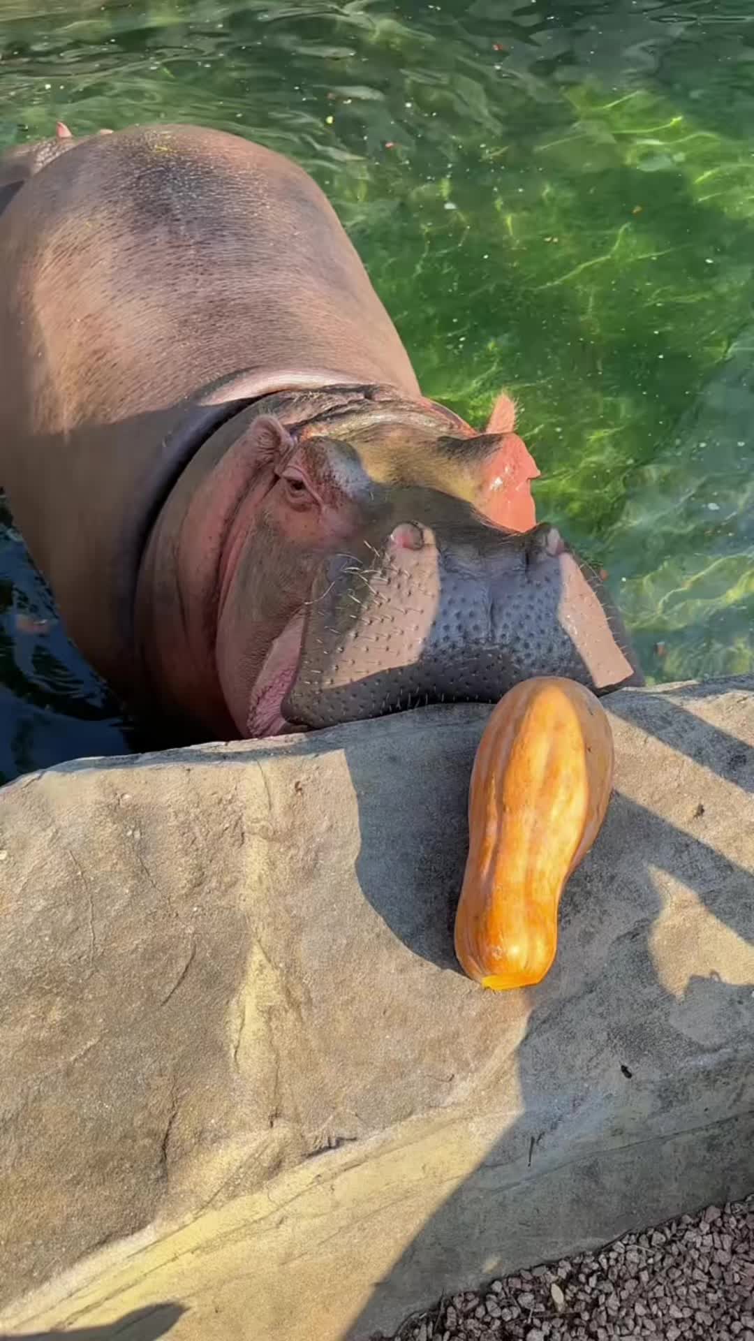@Hippo