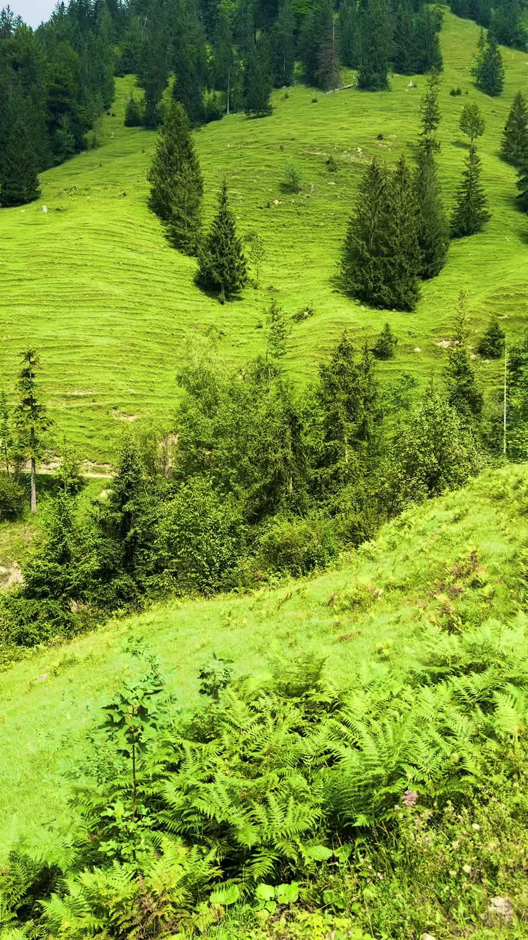 @saedkzadran