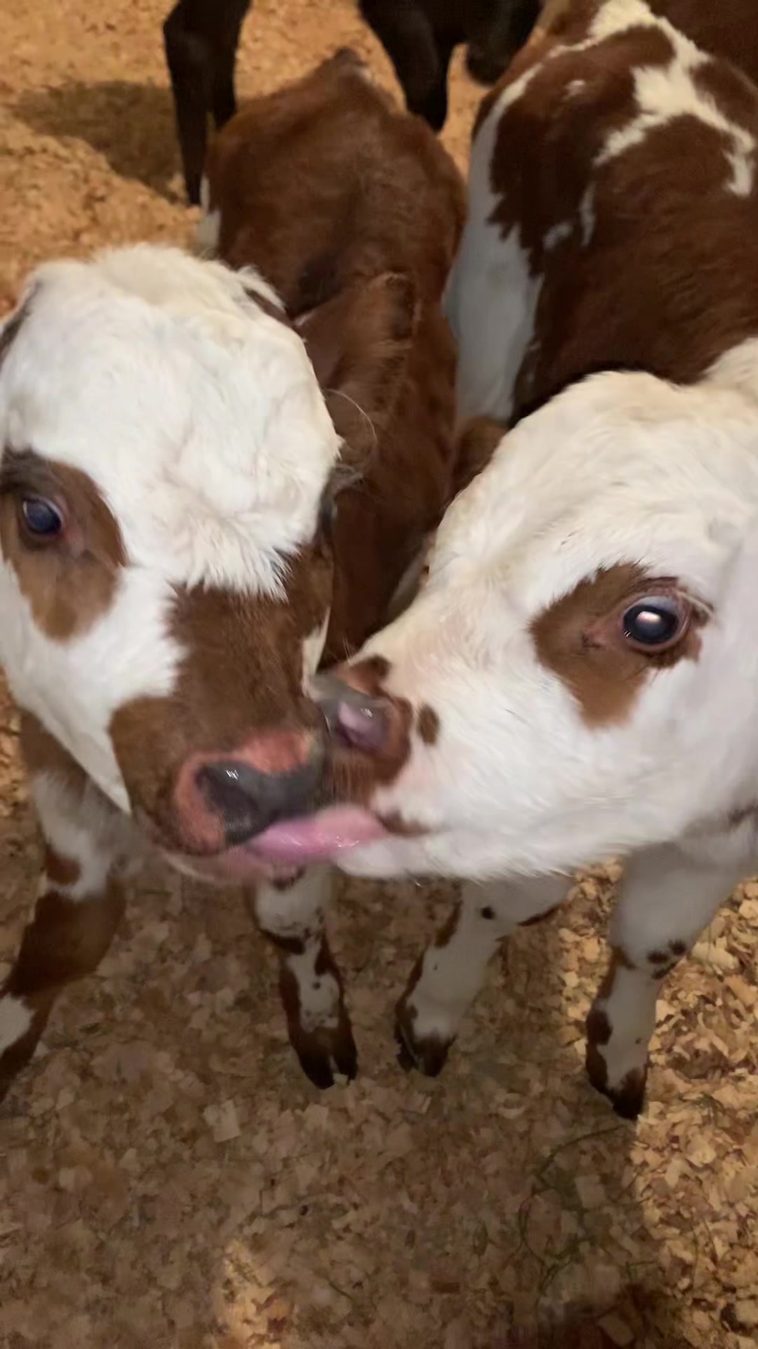 @Juan Rodríguez 🐄