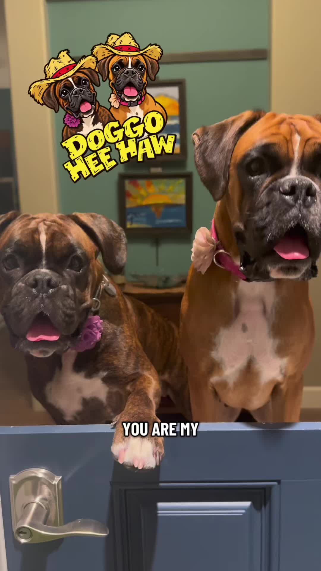 @boxermadness