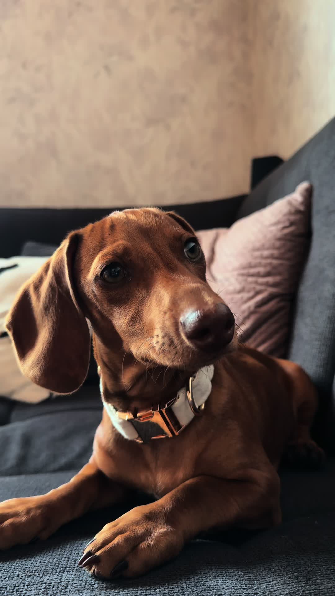 @daily.hermann