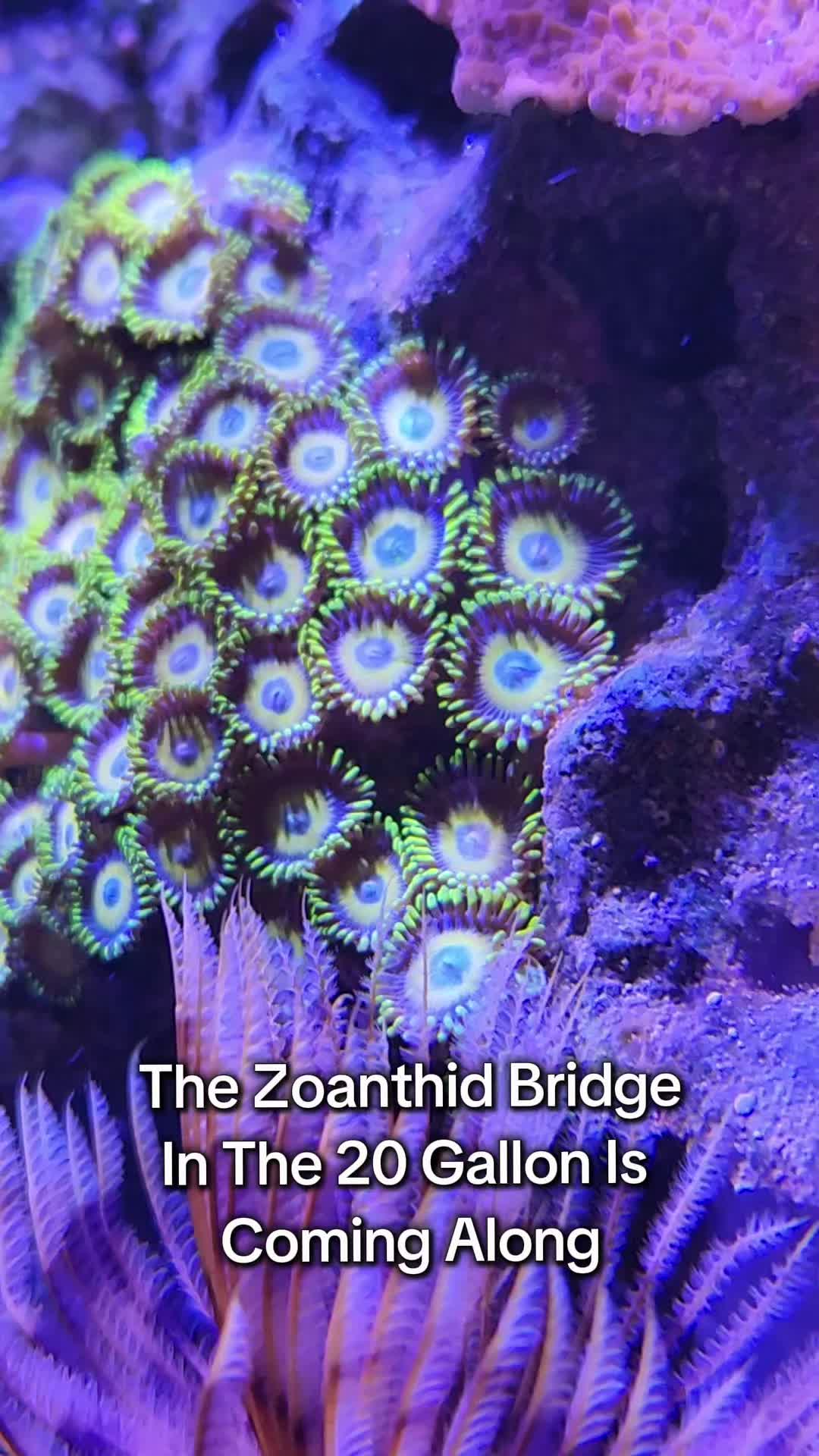 @Mike's Reef Tank