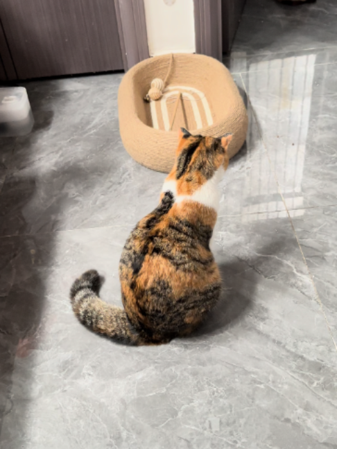 @pawspacetide