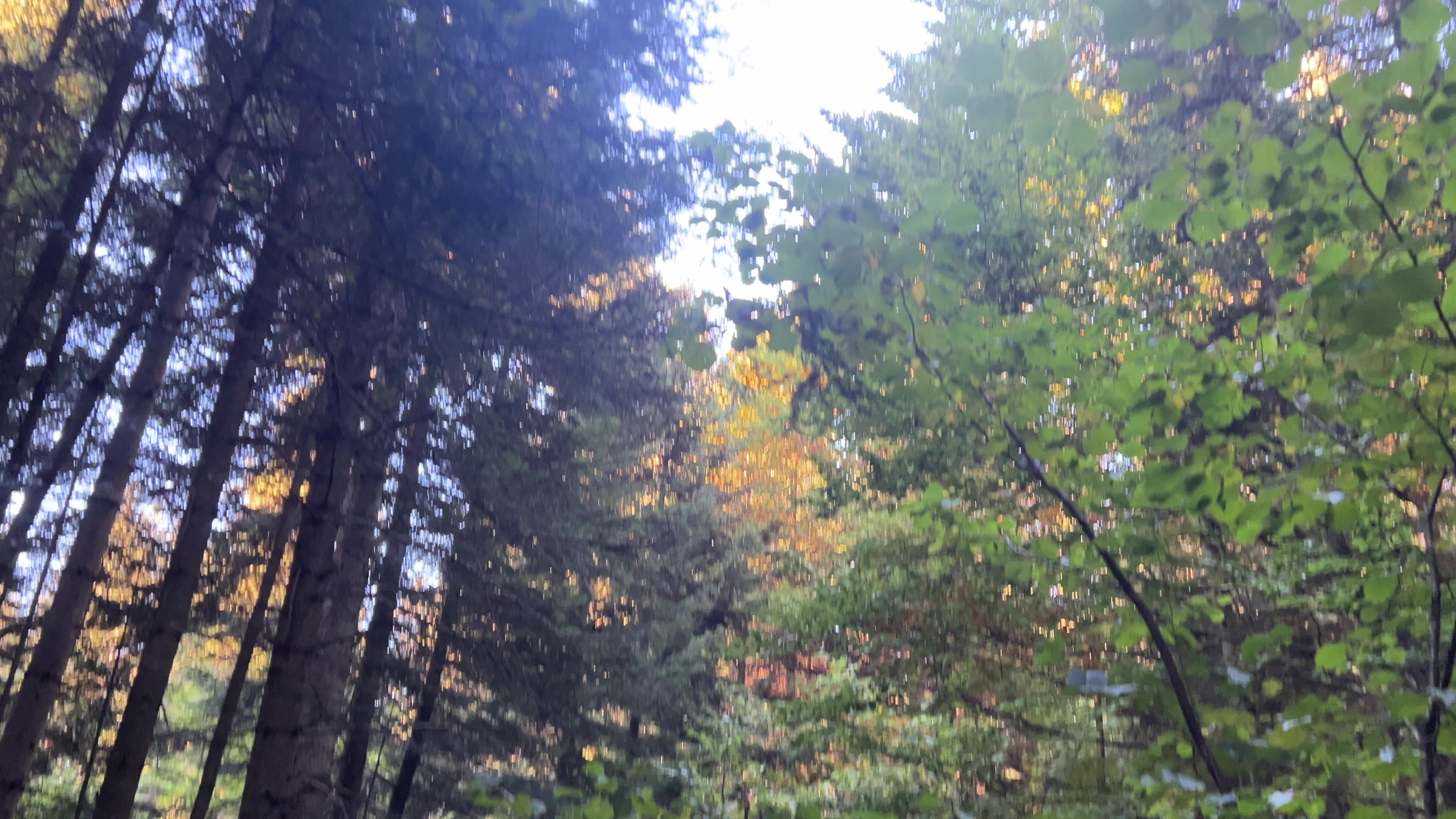 @🌲1𝔰𝔥𝔢𝔱𝔰1🌲