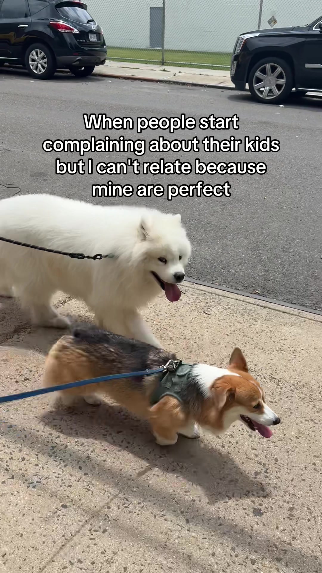 @Biff the Samoyed