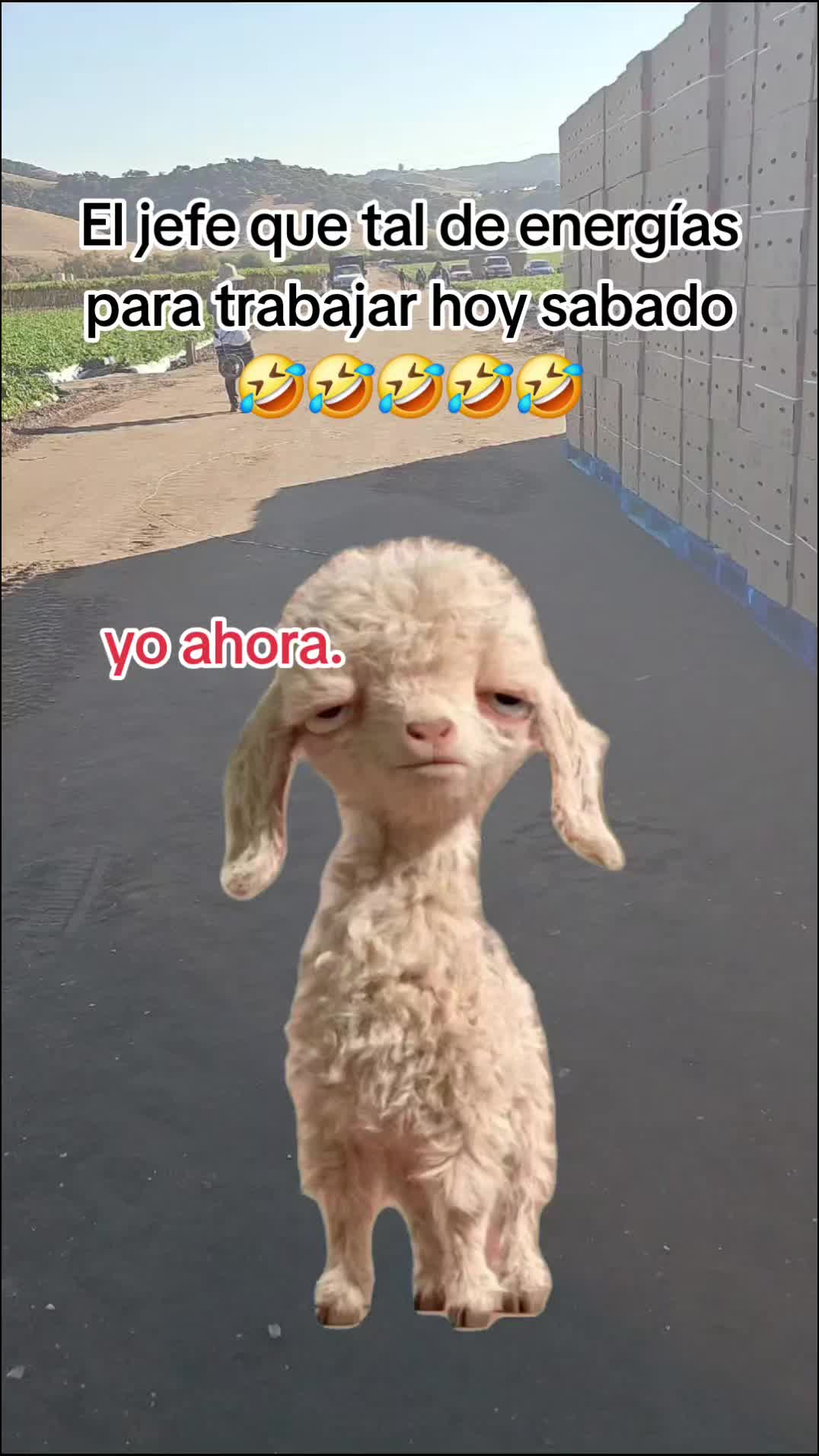@🇲🇽🐦&zwj;⬛🪺VASQUEZ🚚🌪💎