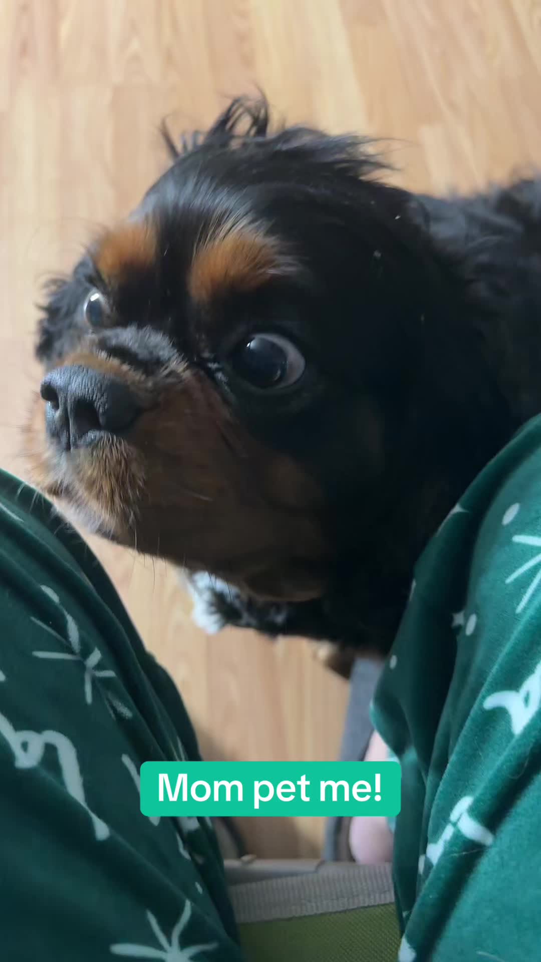 @BurrBabies4