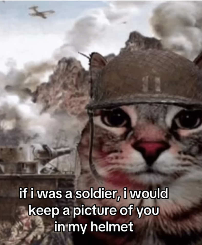 @the meow archive
