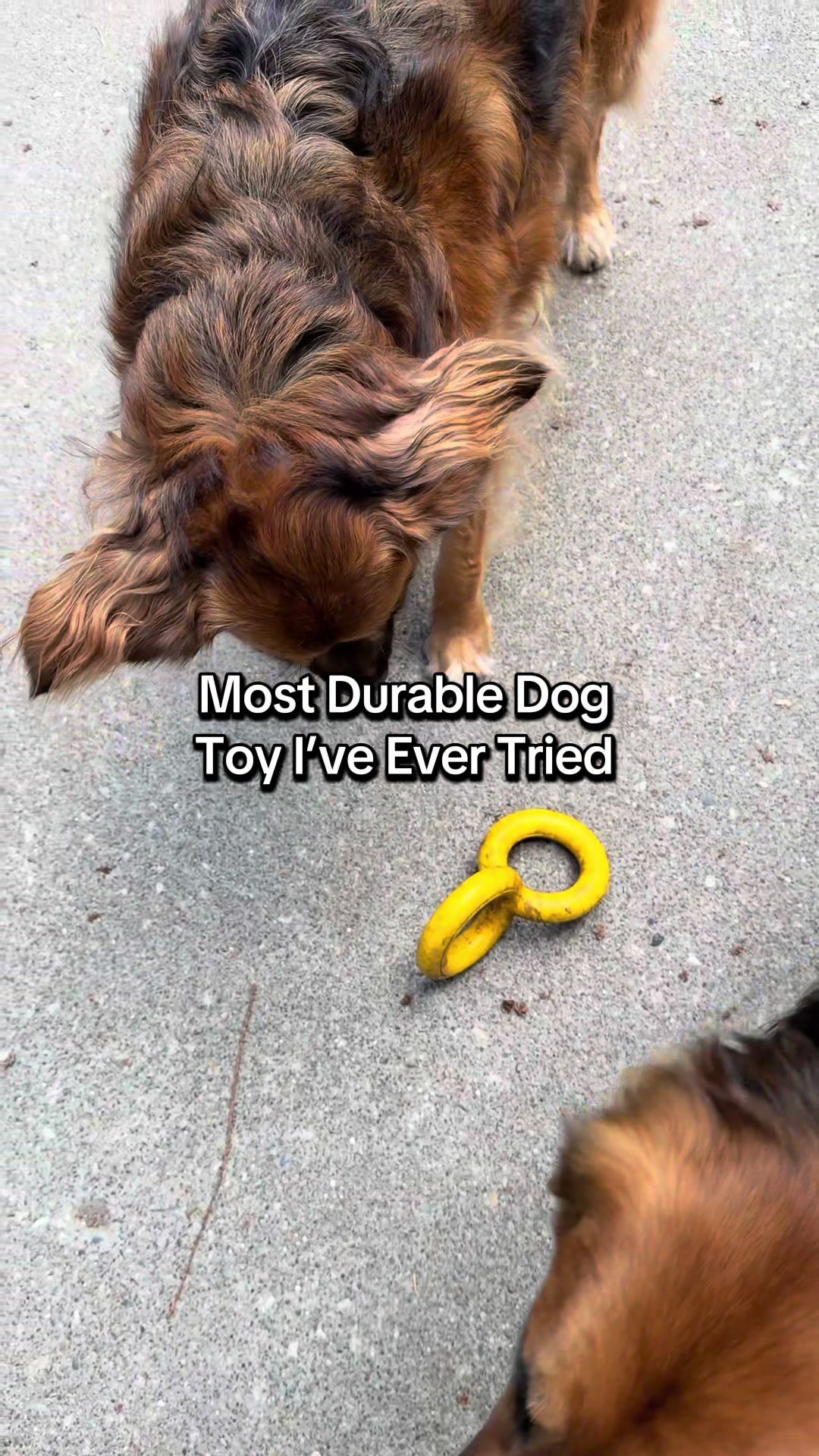 @lifewithgoldenshepherds