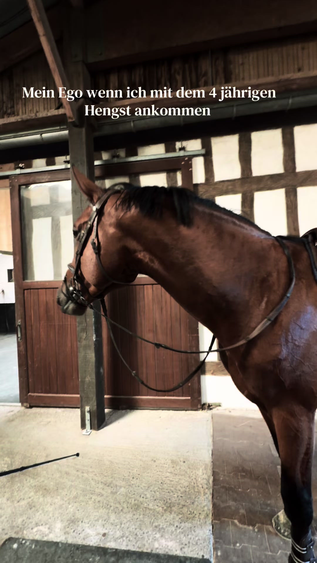 @Dailiz_horses🐴