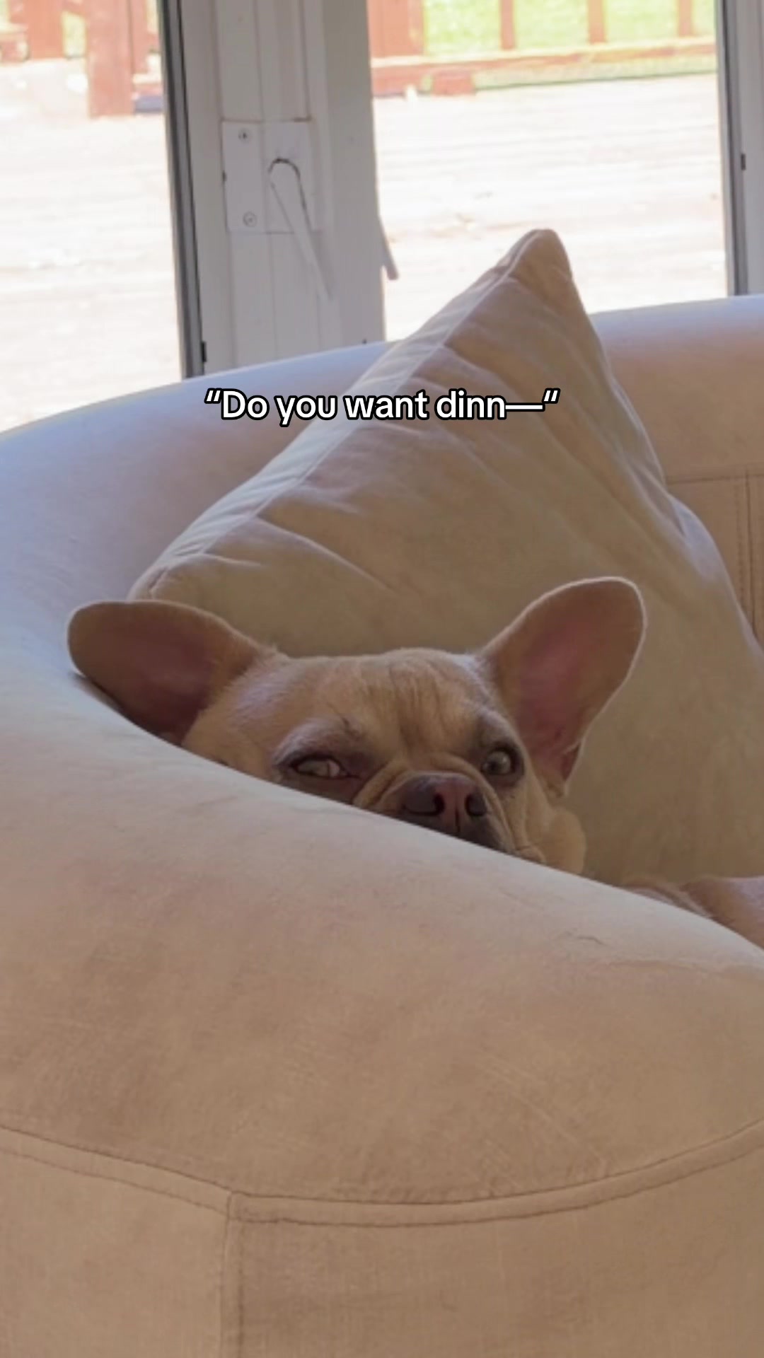 @Winston & Charlie 🐾