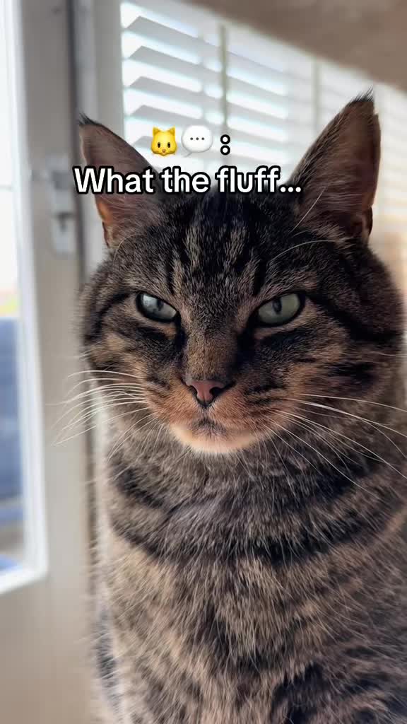 @Joep_the_ rescuecat