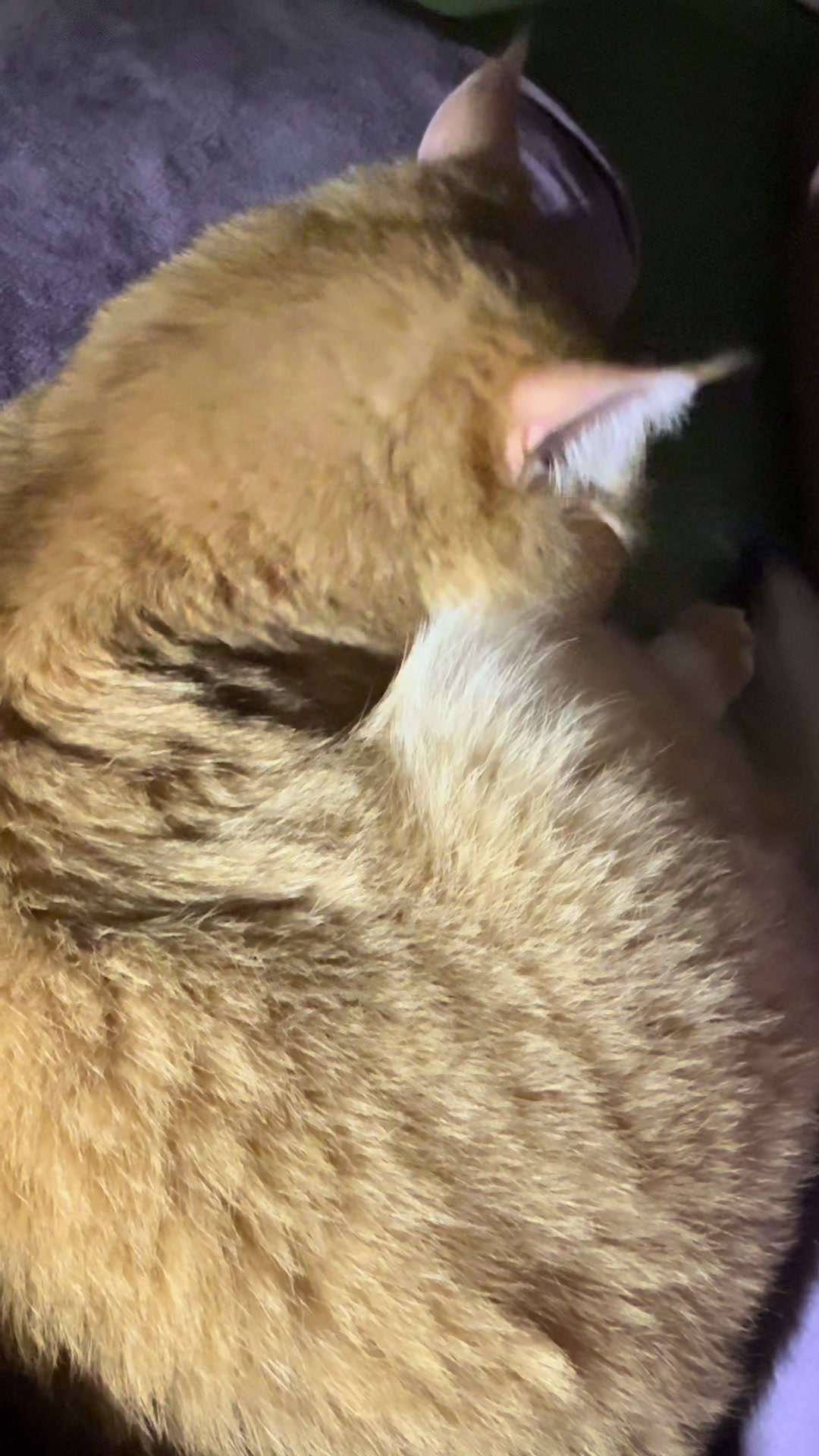 @Sammie_the_Cat