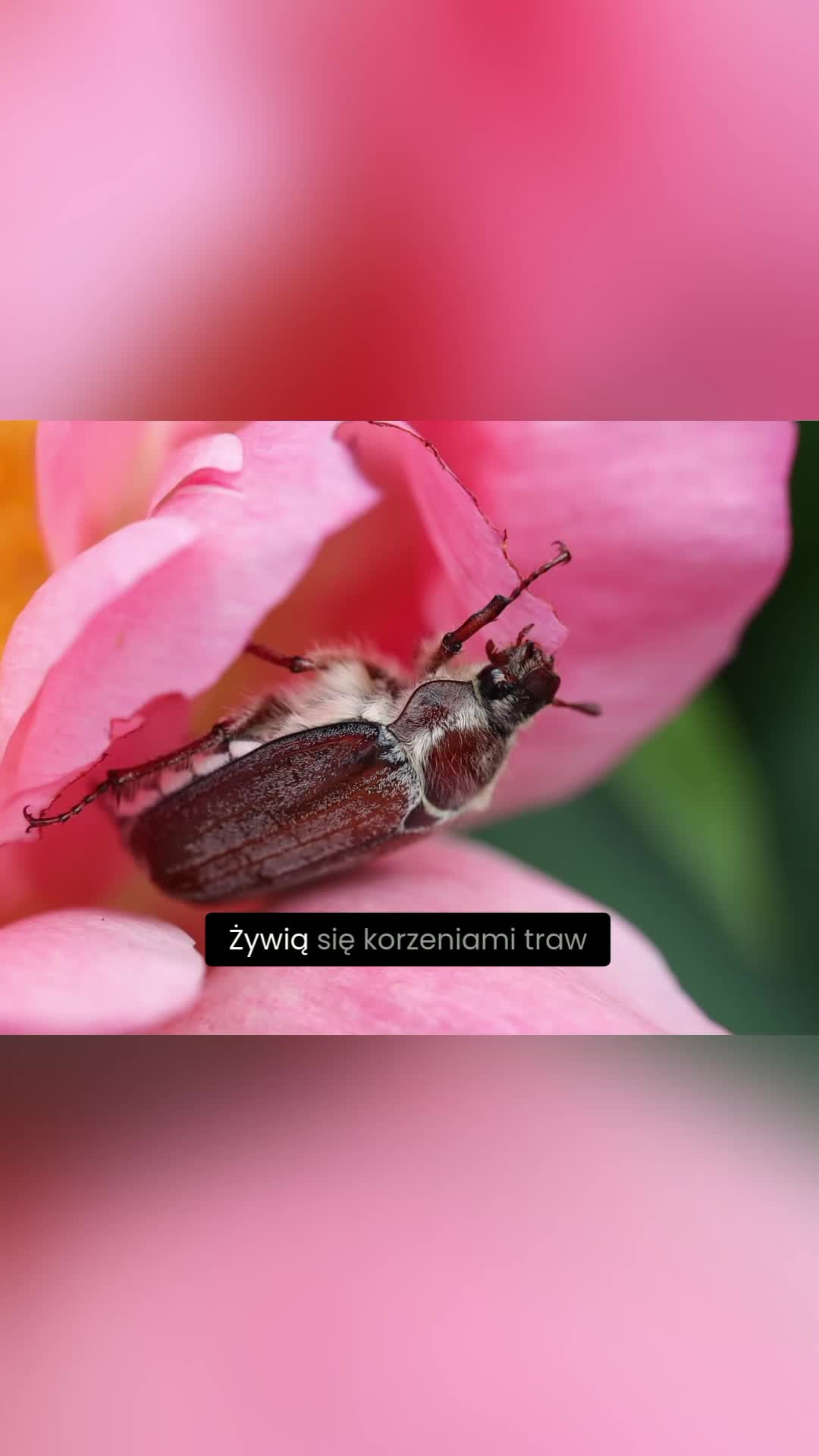 @Ogrodnik Doskonały