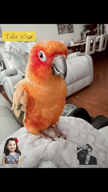 @Mango 🦜La cotorra solar