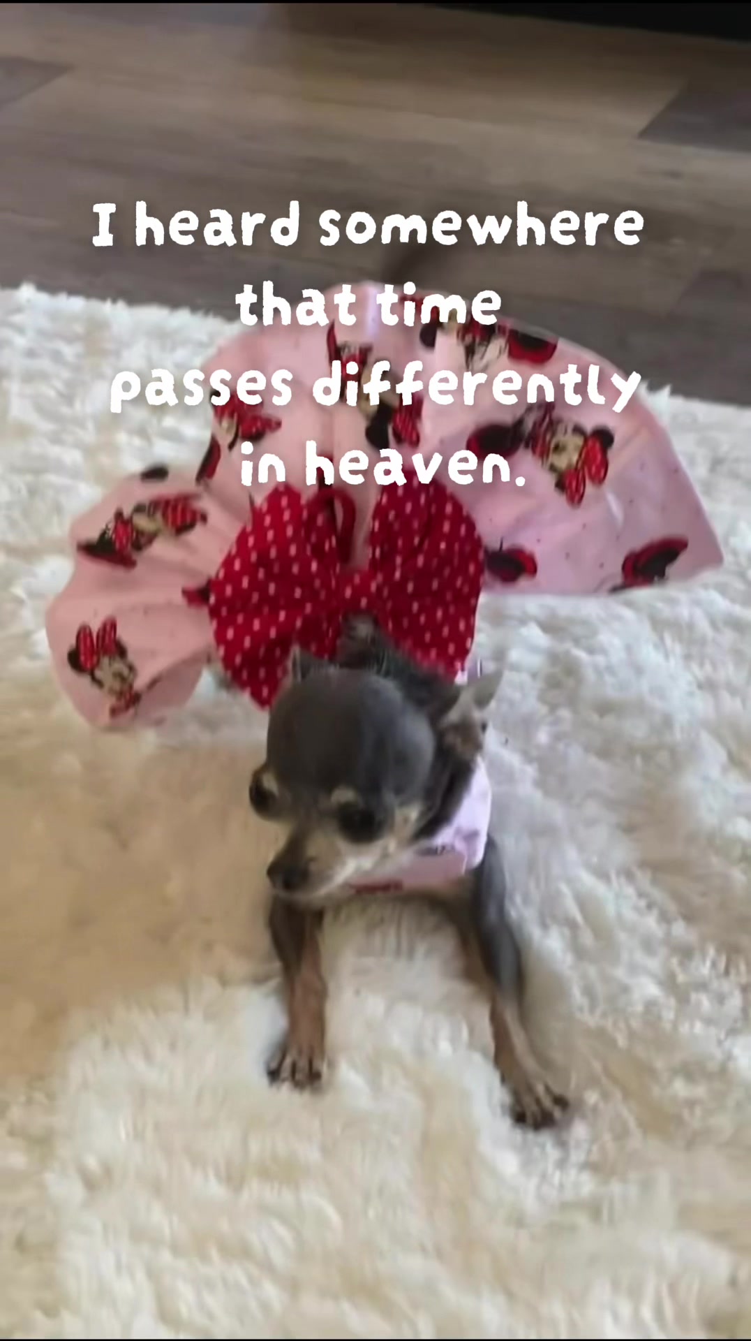 @Tinytiffytheteacupchihuahua
