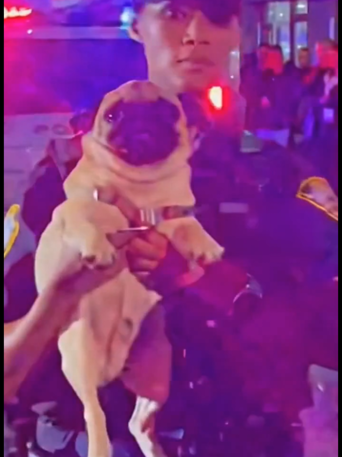 @Pug