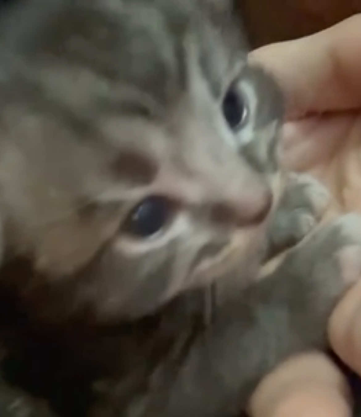 @catbosssss