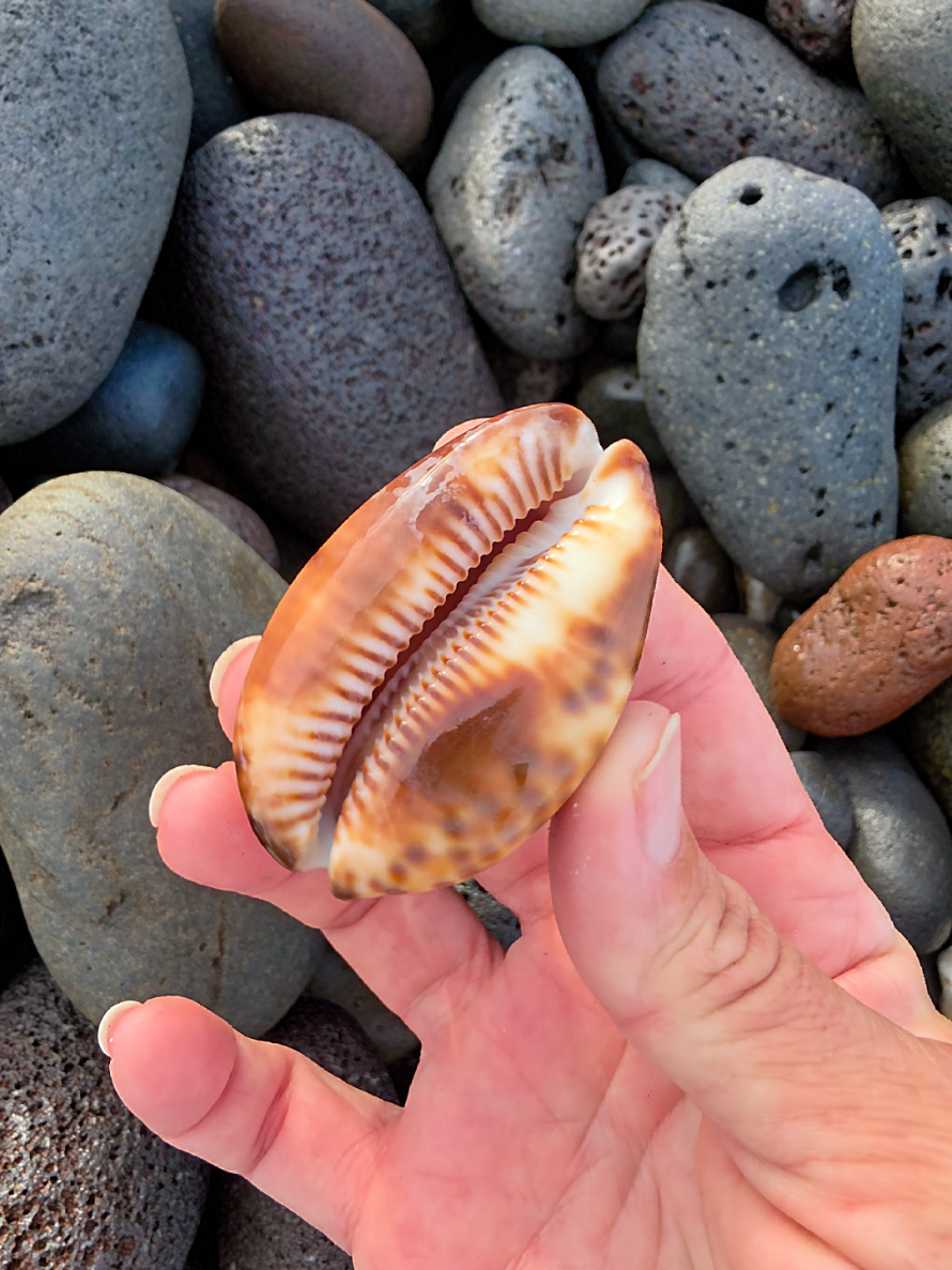@Noe ๐ Shells