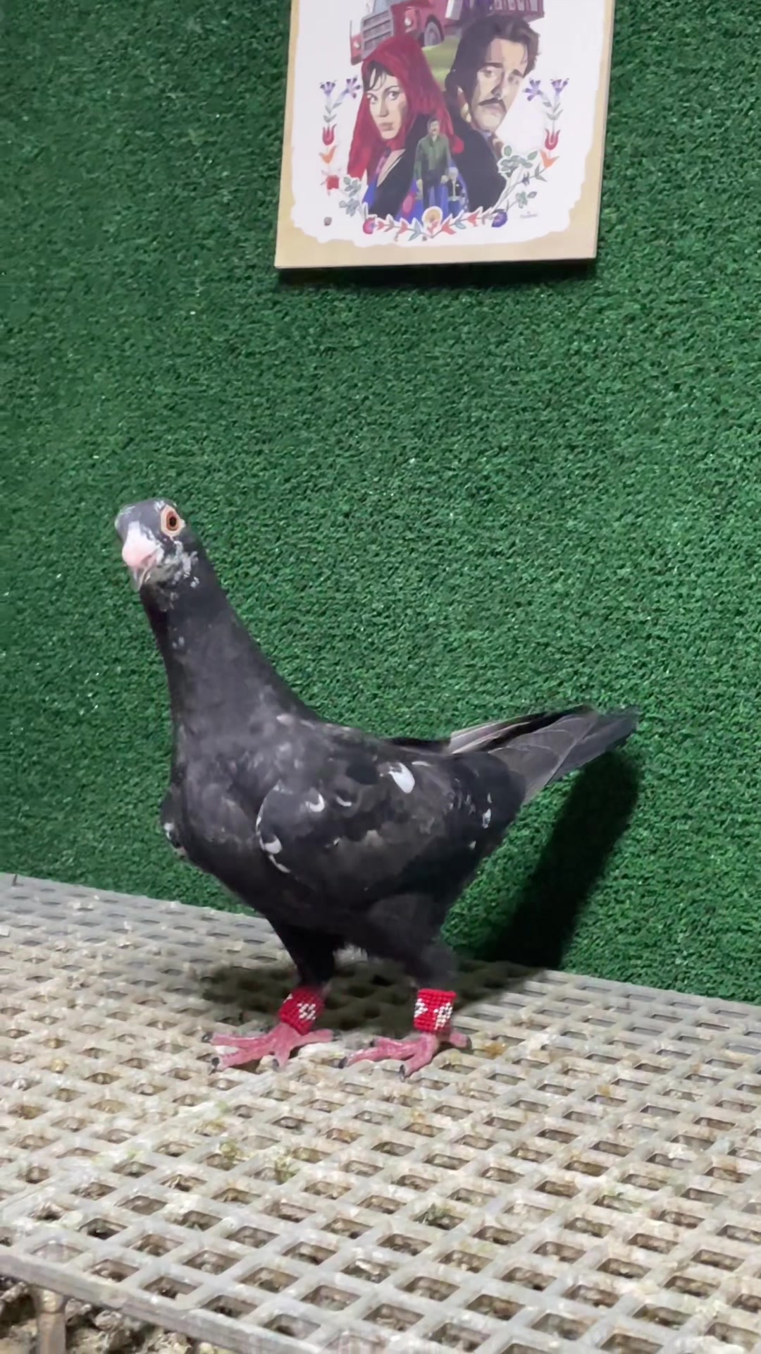 @Fdemiral16