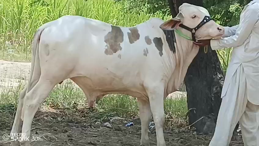 @HS Cattle Farm
