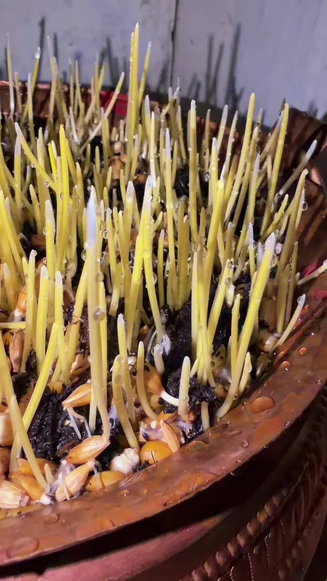 @पारू खरेल चौहान 🧿🕉️❤️🙏💪🫶