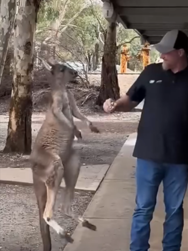 @Mundo dos Animais
