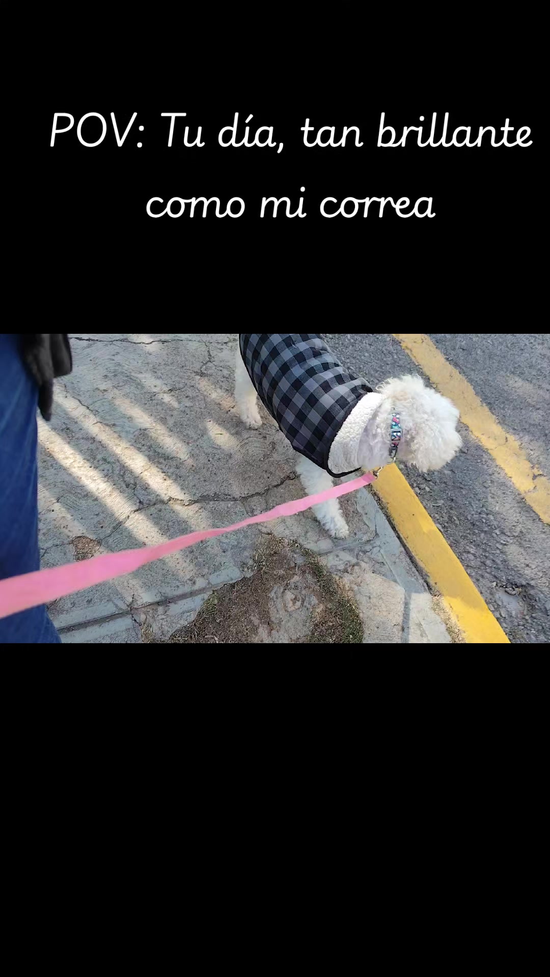 @DogWalkZacatecas♥️🐕🦺🌟