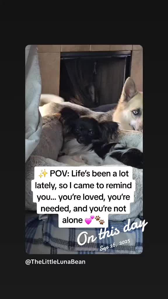 @TheLittleLunaBean