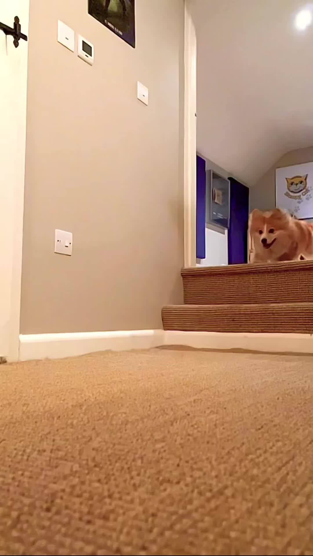 @Stampy Cat