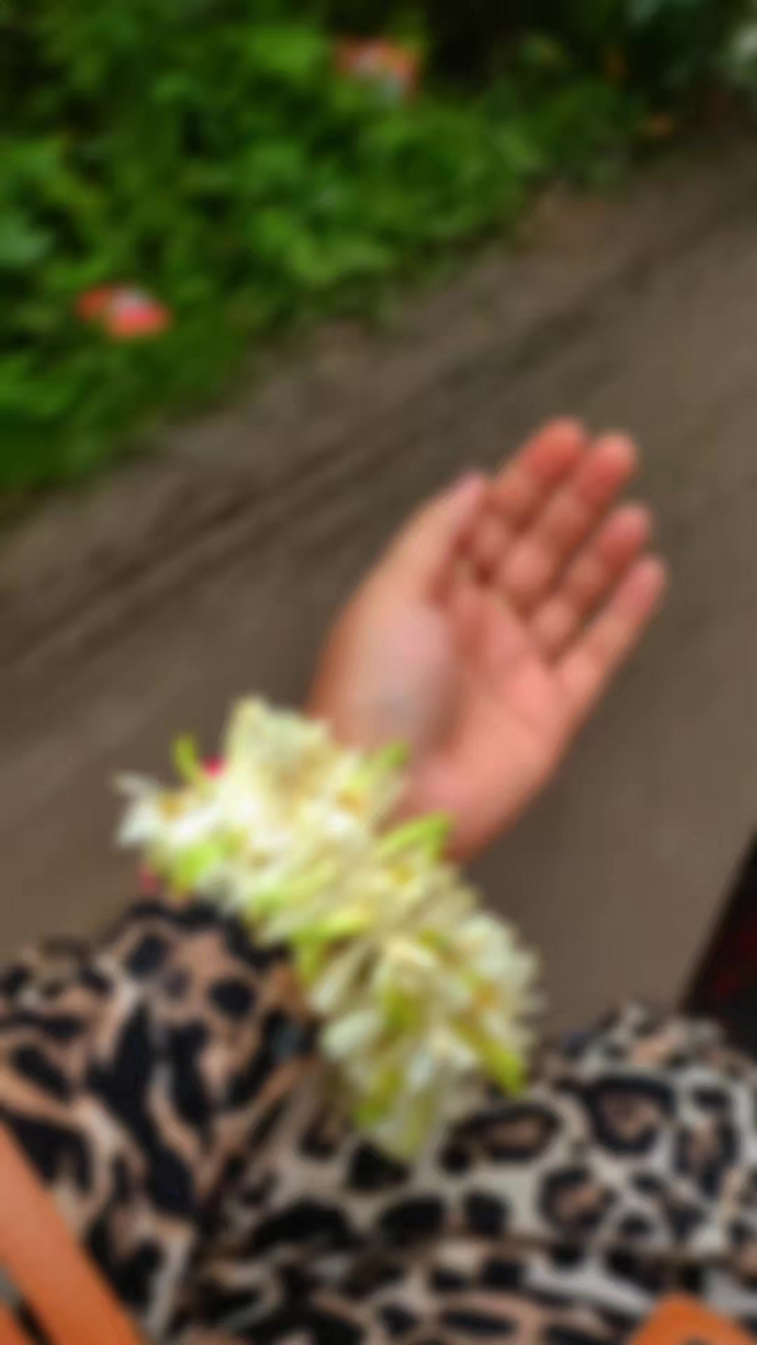 @🕊️